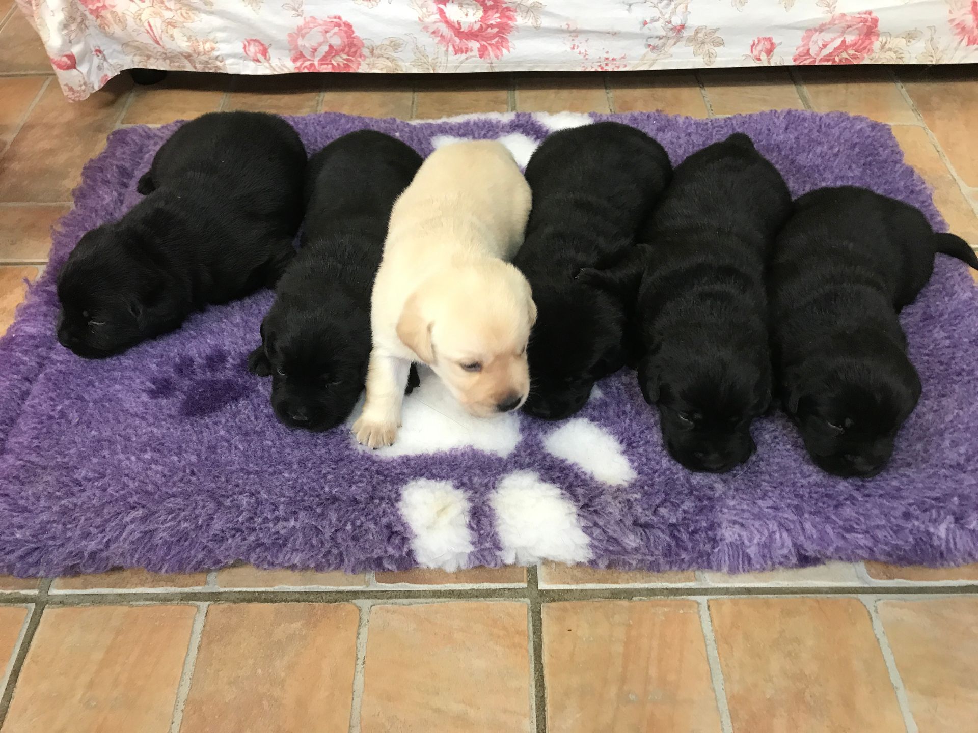 Allevamento Enci FCI Labrador biondi, neri, cioccolato in provincia di Pavia