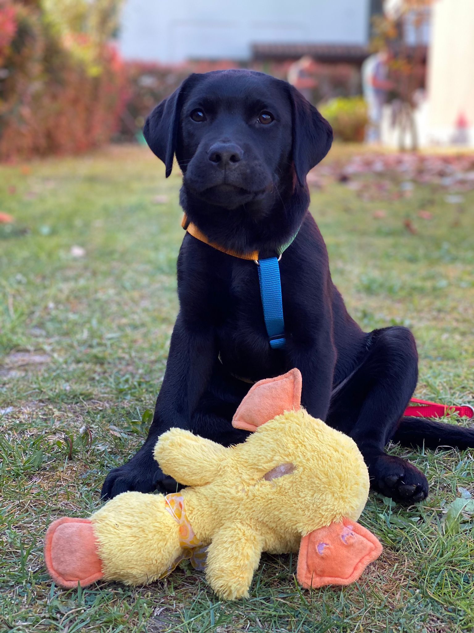 Allevamento Enci FCI Labrador biondi, neri, cioccolato in provincia di Pavia