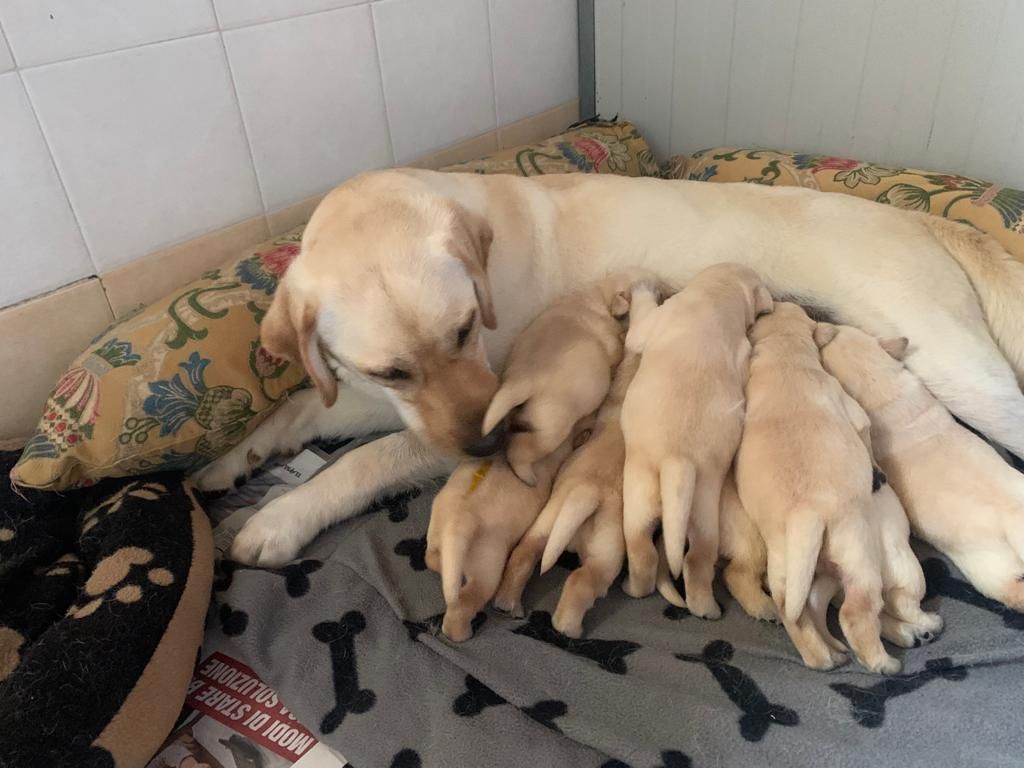 Allevamento Enci FCI Labrador biondi, neri, cioccolato in provincia di Pavia