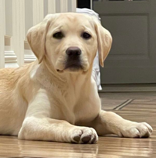 Allevamento Enci FCI Labrador biondi, neri, cioccolato in provincia di Pavia