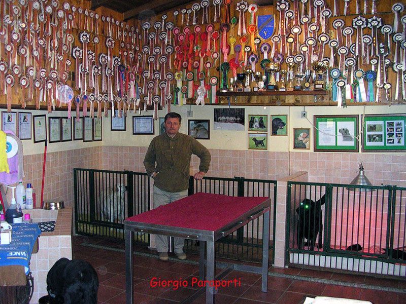 Allevamento Enci FCI Labrador biondi, neri, cioccolato in provincia di Pavia