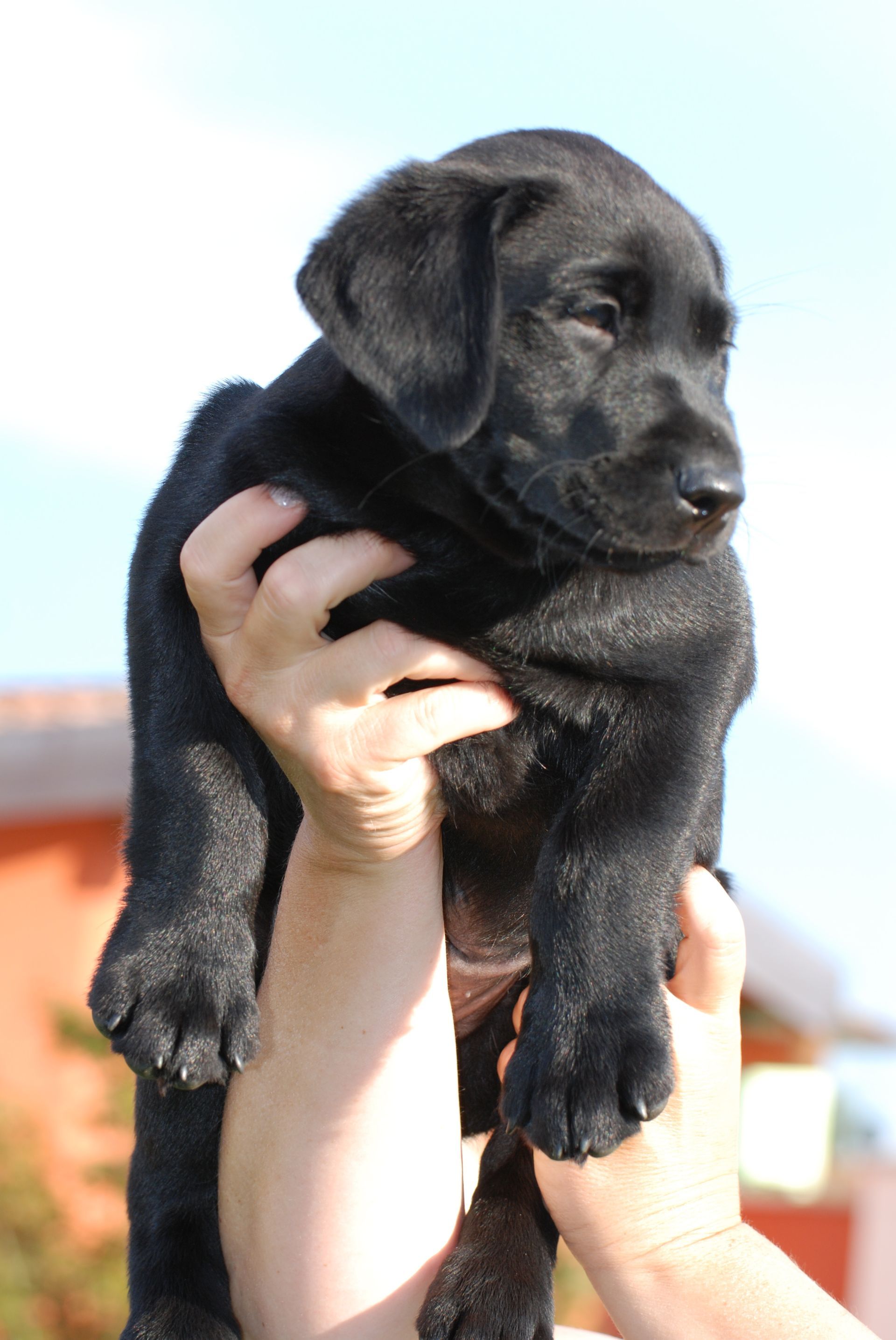 Allevamento Enci FCI Labrador biondi, neri, cioccolato in provincia di Pavia