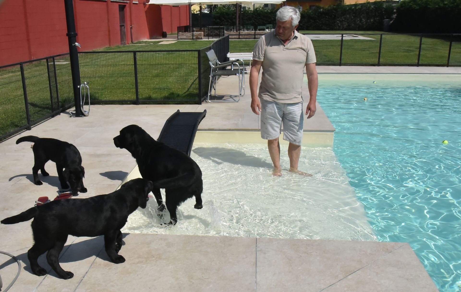 Allevamento Enci FCI Labrador biondi, neri, cioccolato in provincia di Pavia