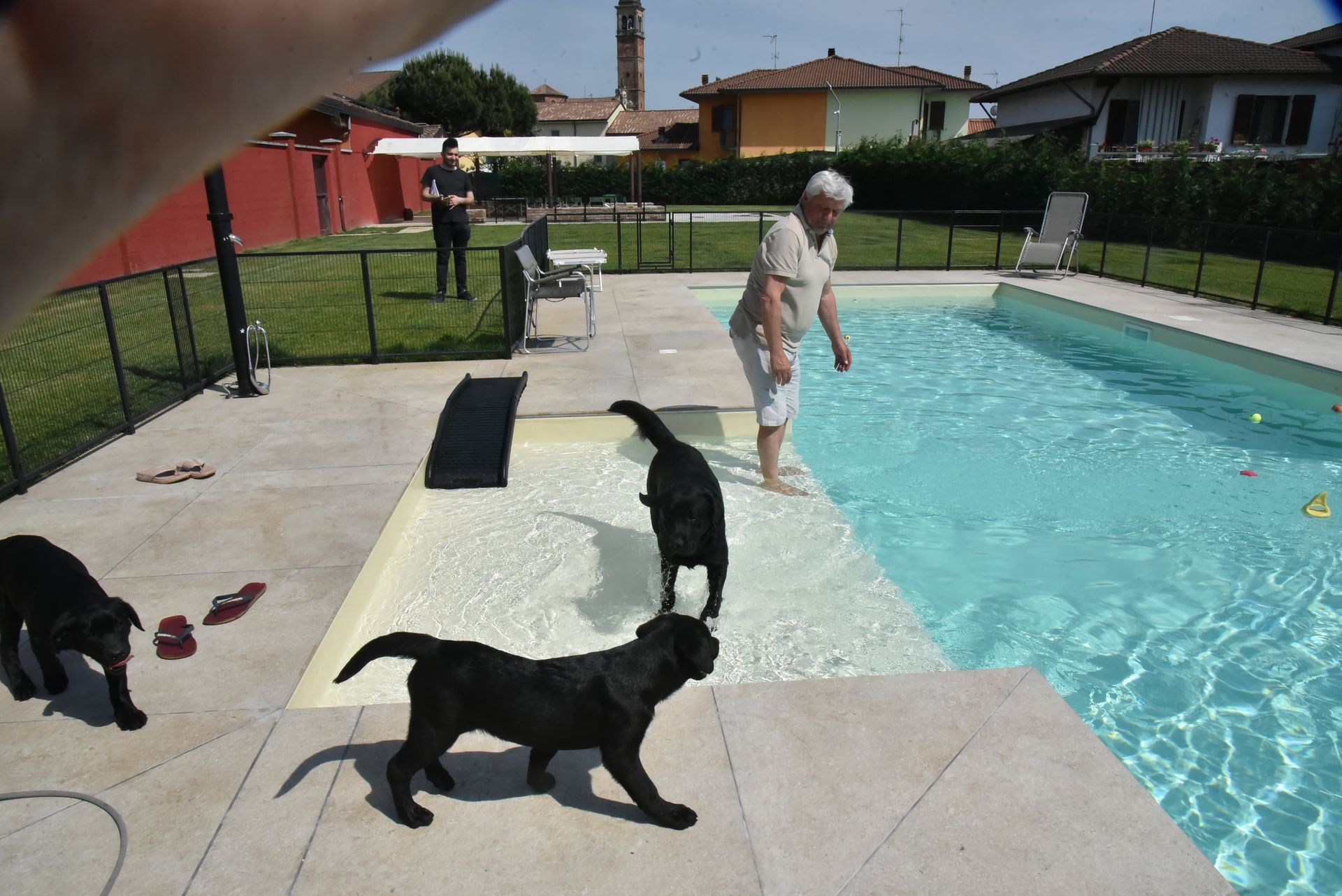 Allevamento Enci FCI Labrador biondi, neri, cioccolato in provincia di Pavia