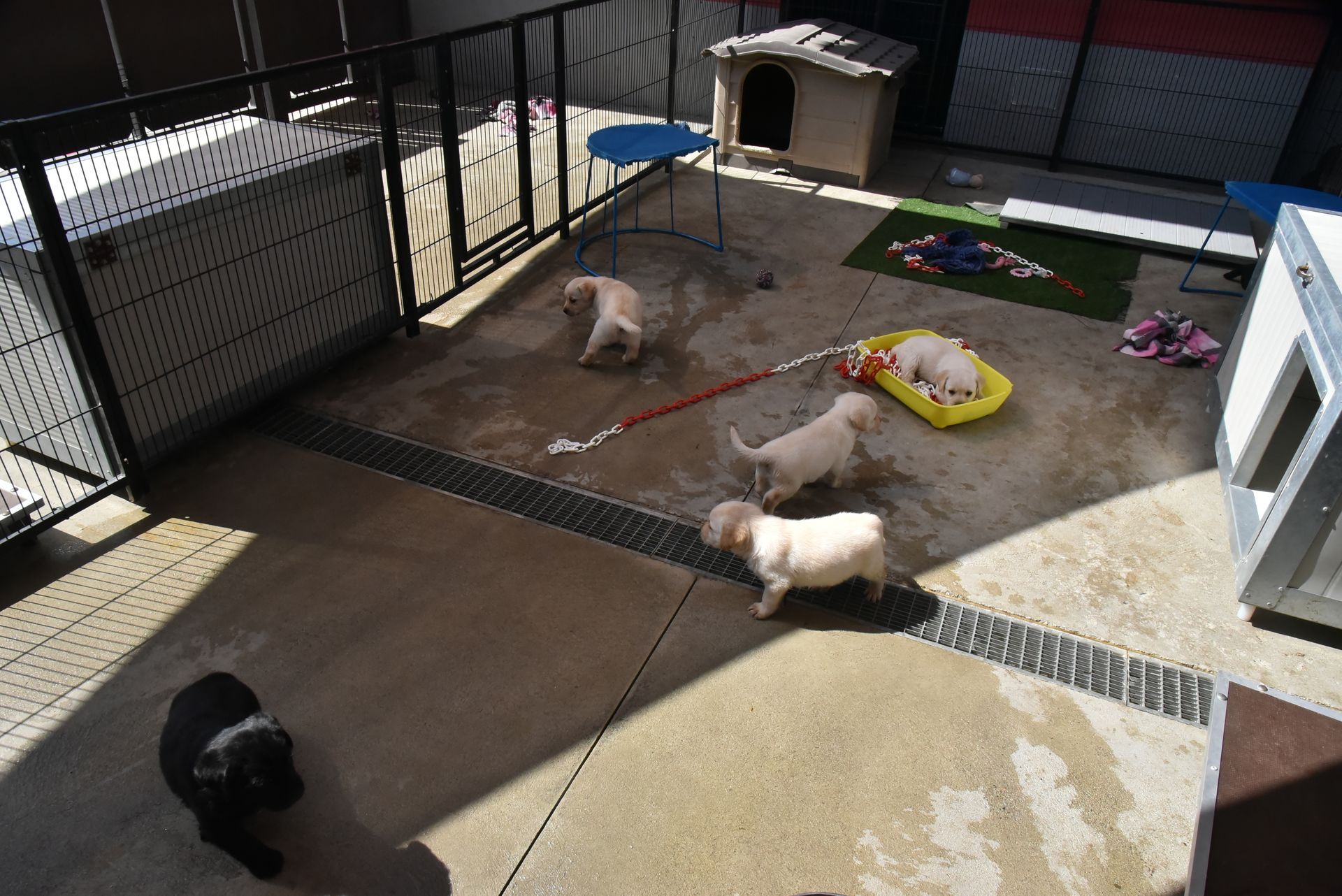 Allevamento Enci FCI Labrador biondi, neri, cioccolato in provincia di Pavia