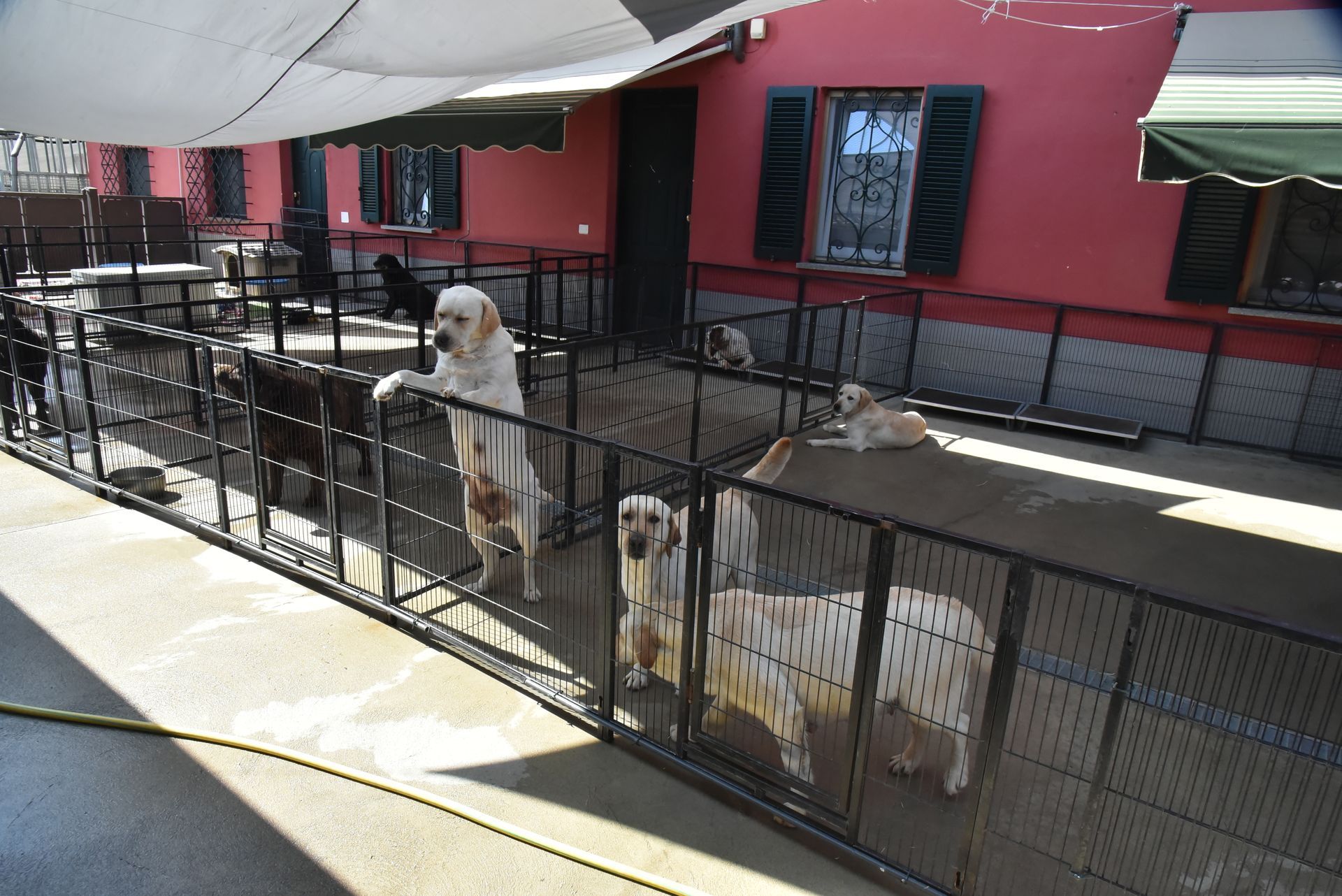 Allevamento Enci FCI Labrador biondi, neri, cioccolato in provincia di Pavia