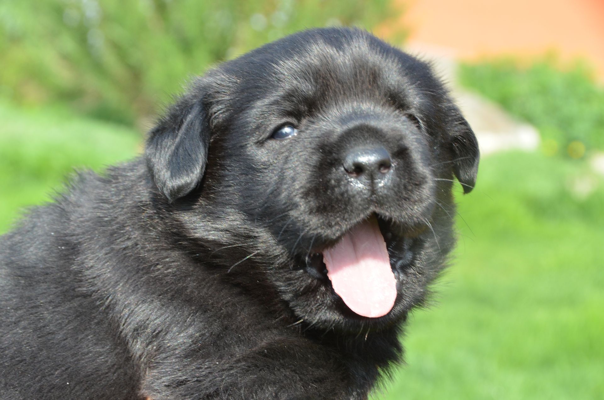 Allevamento Enci FCI Labrador biondi, neri, cioccolato in provincia di Pavia