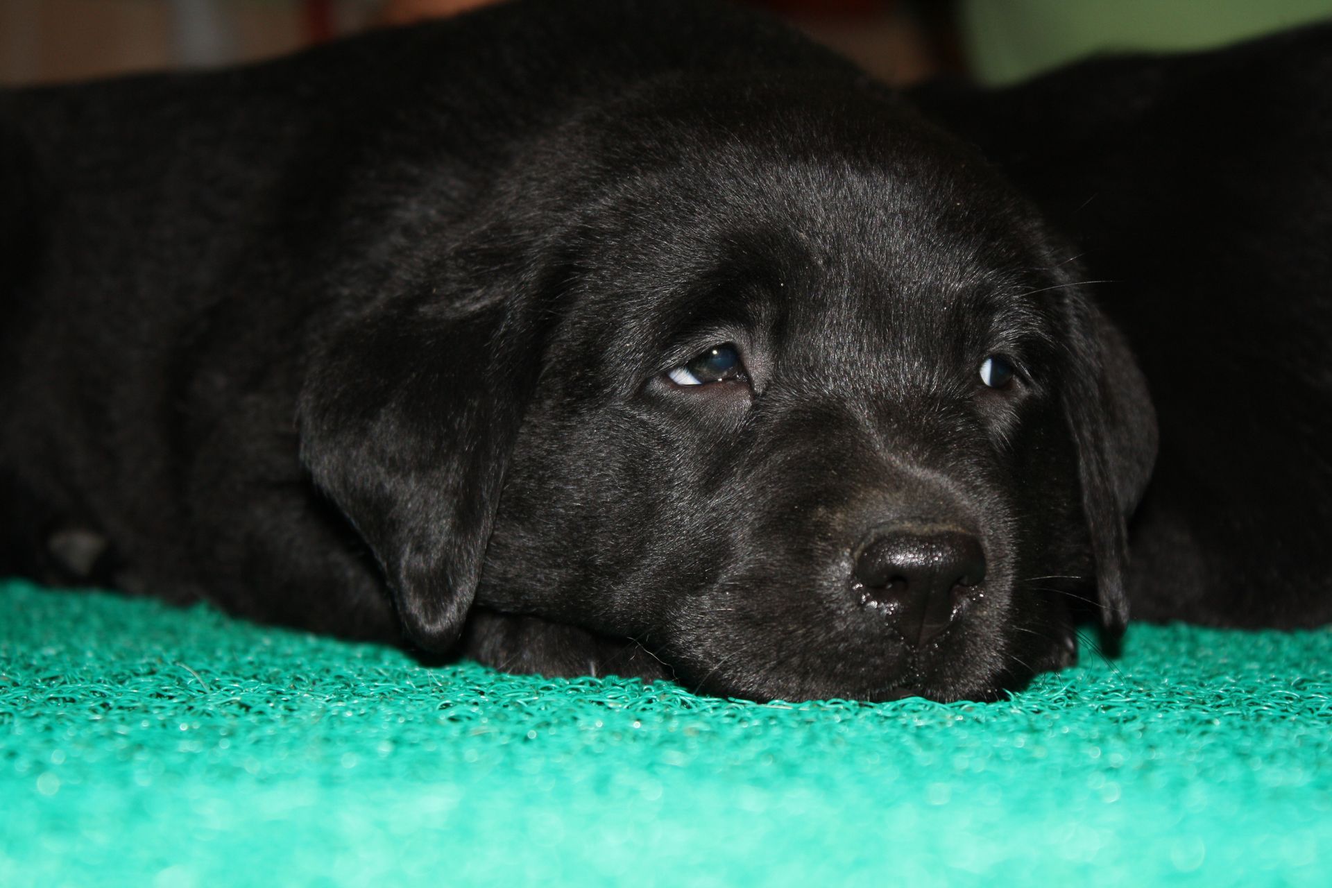 Allevamento Enci FCI Labrador biondi, neri, cioccolato in provincia di Pavia