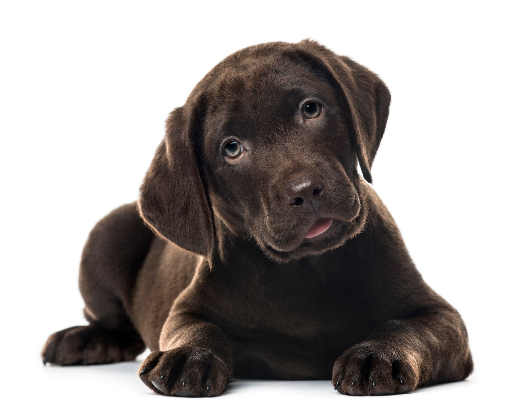 cuccioli labrador disponibili