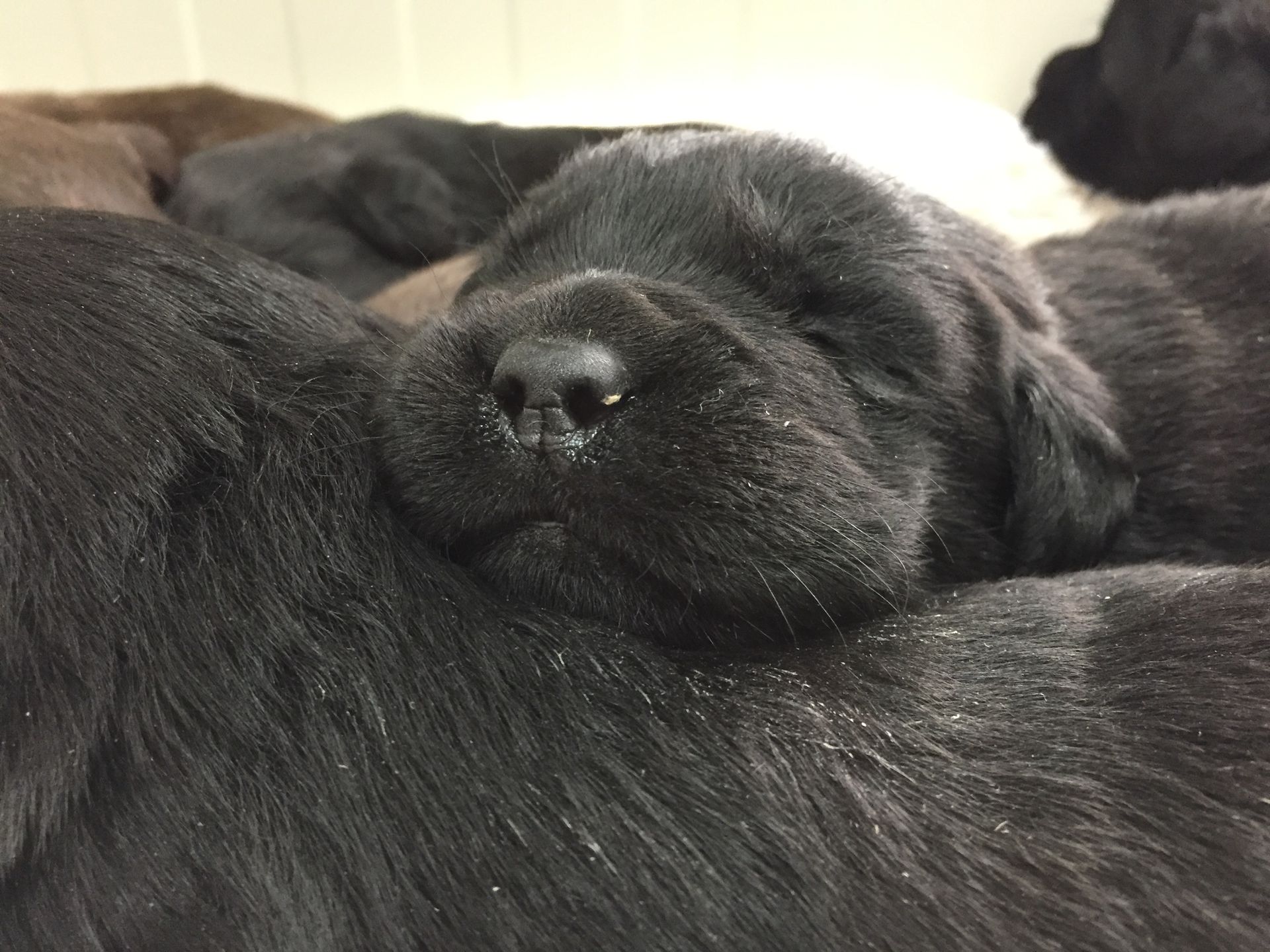Allevamento Enci FCI Labrador biondi, neri, cioccolato in provincia di Pavia