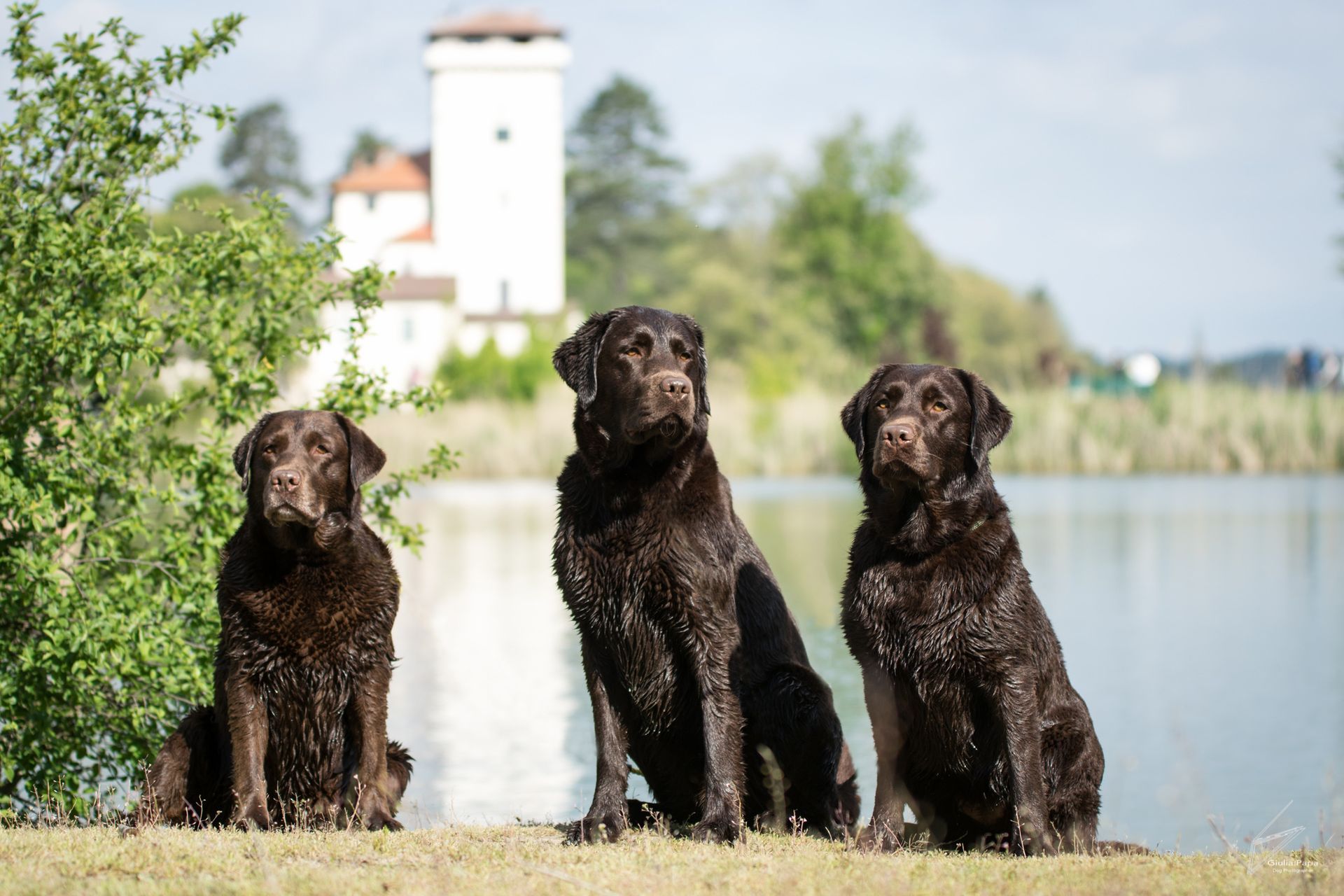 BauBauBlog: Curiosità dal mondo dei Labrador a Pavia