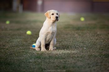Allevamento Enci FCI Labrador biondi, neri, cioccolato in provincia di Pavia