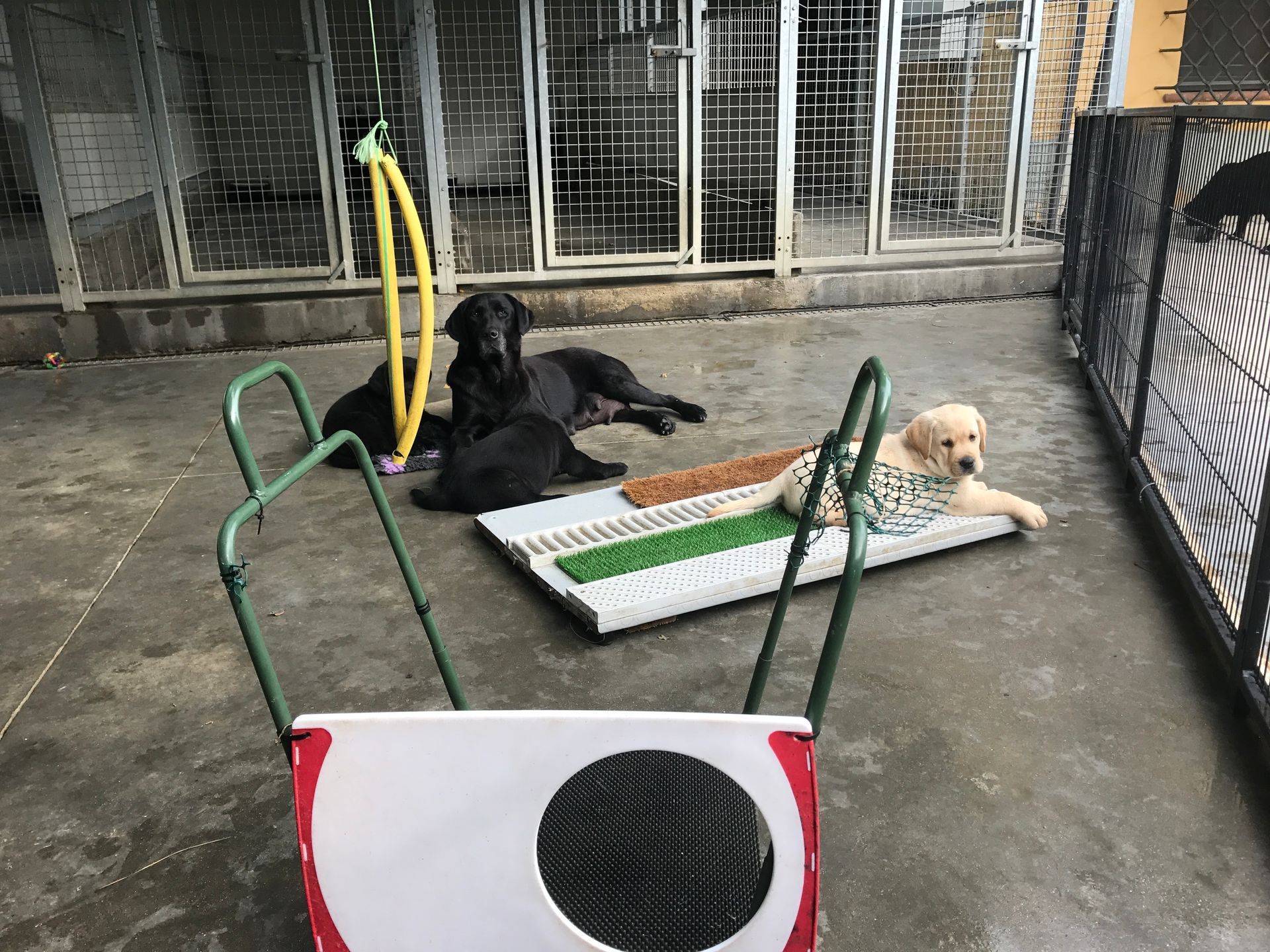 Allevamento Enci FCI Labrador biondi, neri, cioccolato in provincia di Pavia