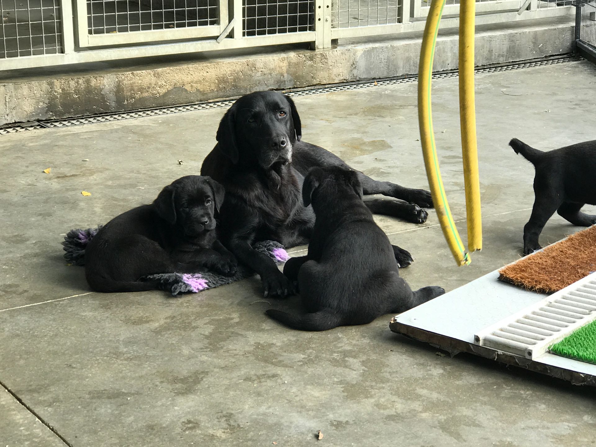 Allevamento Enci FCI Labrador biondi, neri, cioccolato in provincia di Pavia