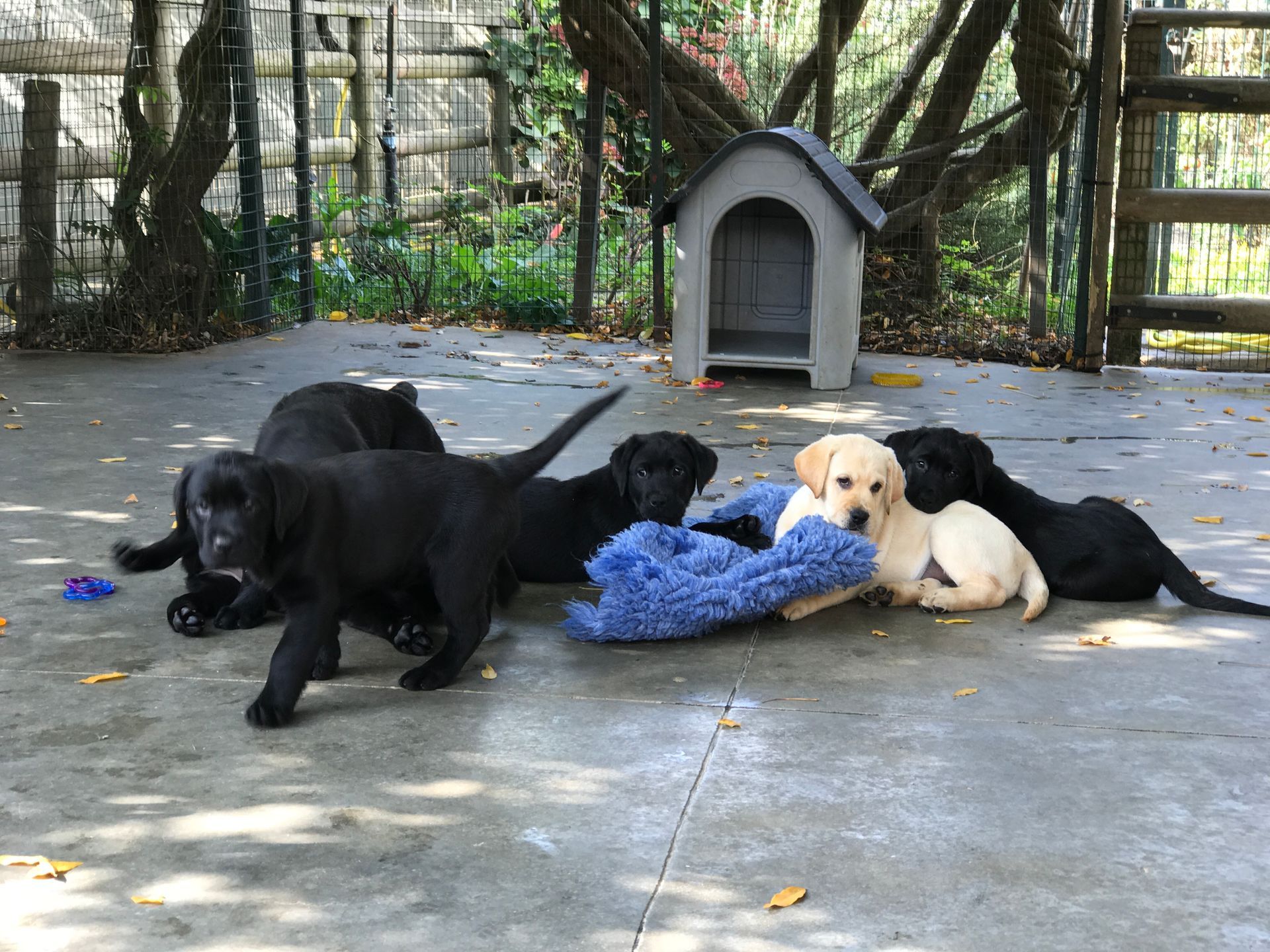 Allevamento Enci FCI Labrador biondi, neri, cioccolato in provincia di Pavia