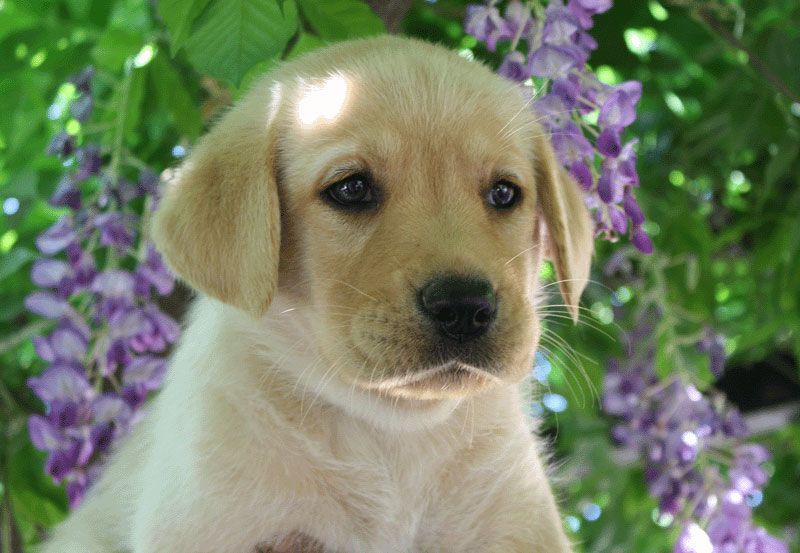 Allevamento Enci FCI Labrador biondi, neri, cioccolato in provincia di Pavia