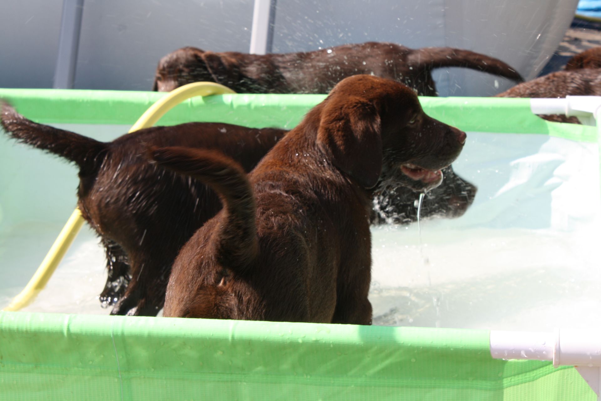Allevamento Enci FCI Labrador biondi, neri, cioccolato in provincia di Pavia