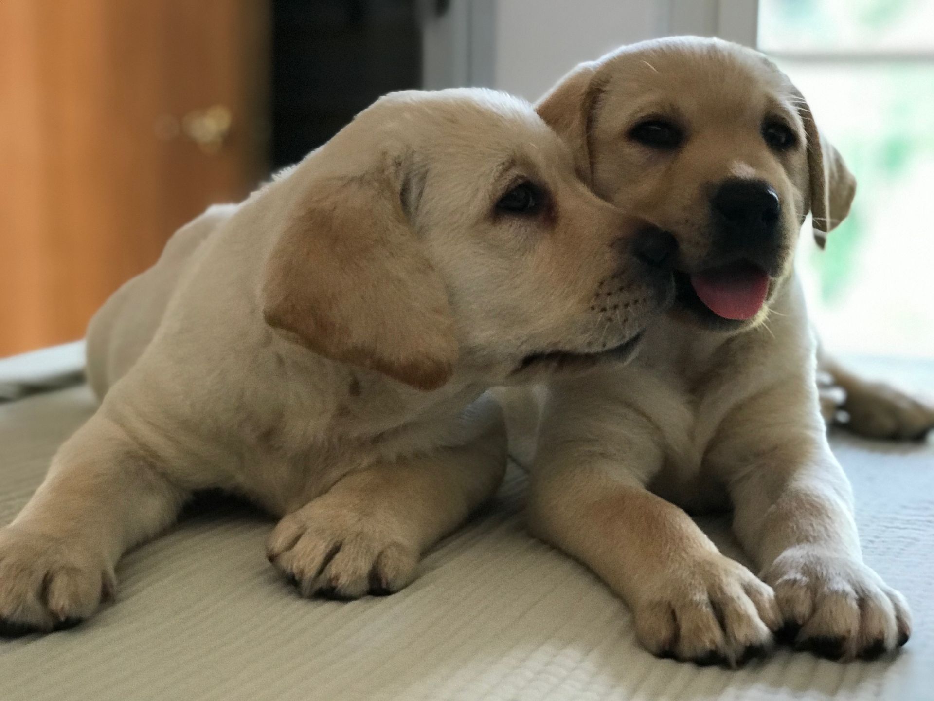 Allevamento Enci FCI Labrador biondi, neri, cioccolato in provincia di Pavia