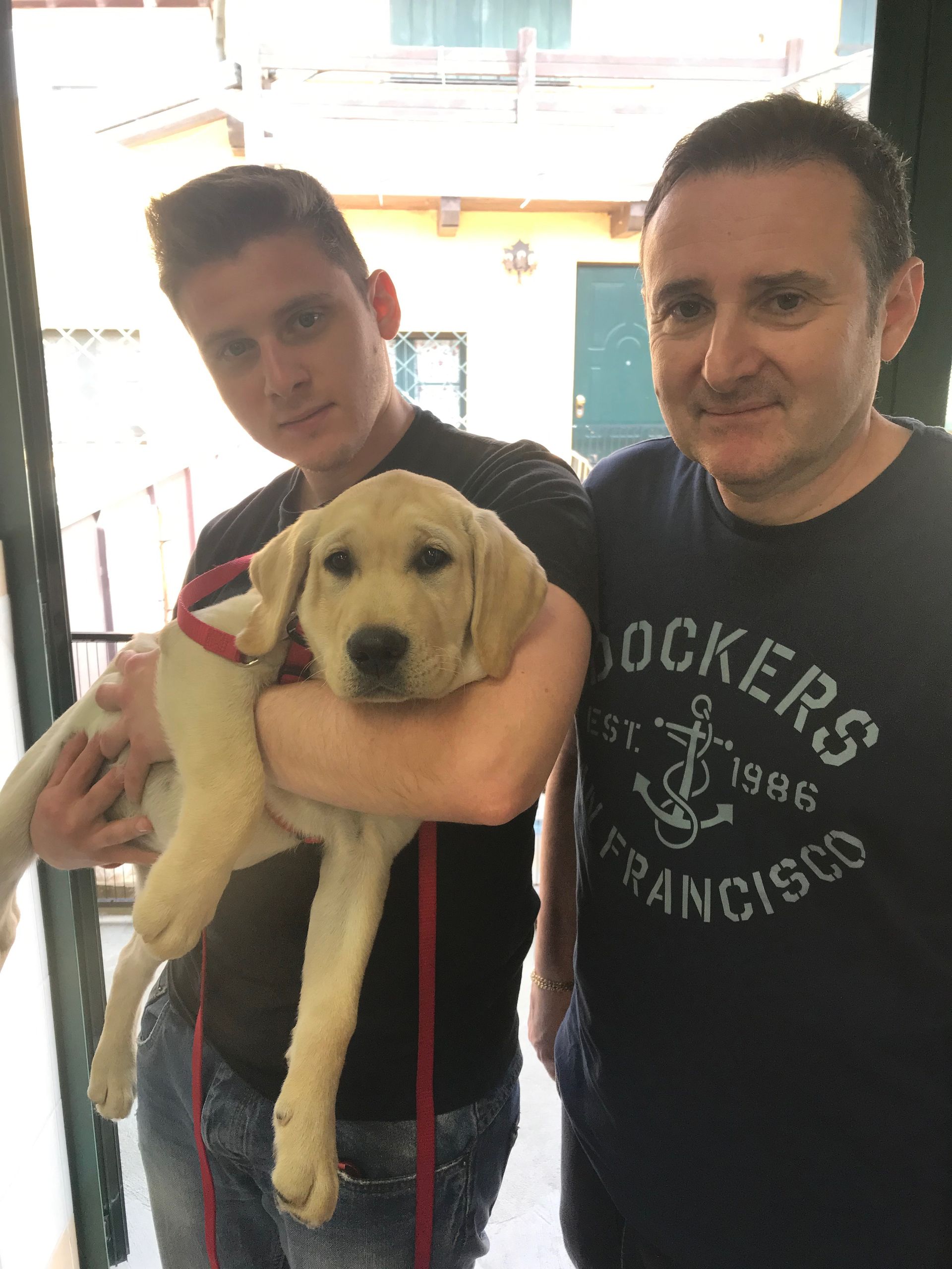 Allevamento Enci FCI Labrador in provincia di Pavia - I Labrador di Casa Paraporti - Consegna cuccioli