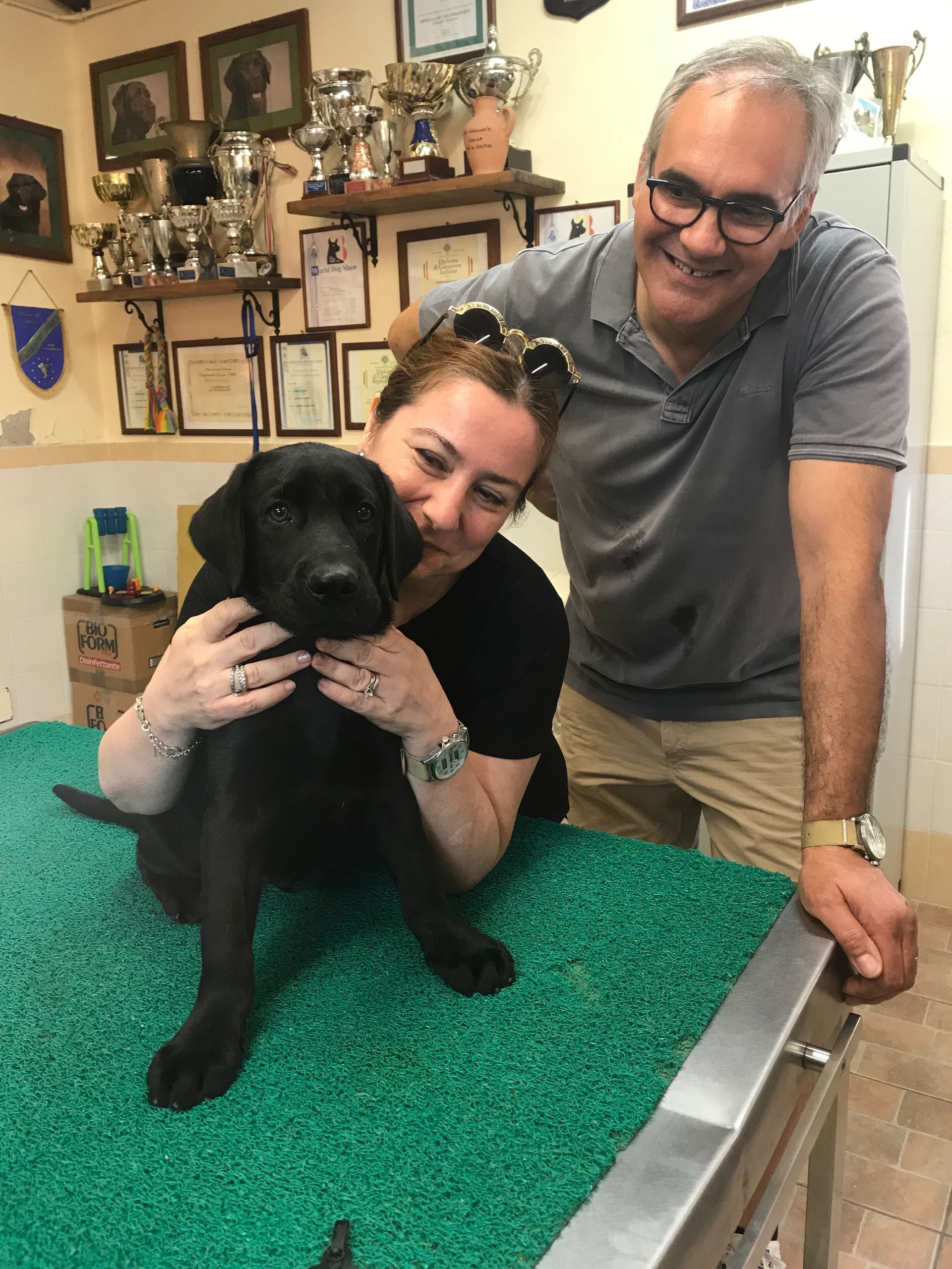 Allevamento Enci FCI Labrador in provincia di Pavia - I Labrador di Casa Paraporti - Consegna cuccioli