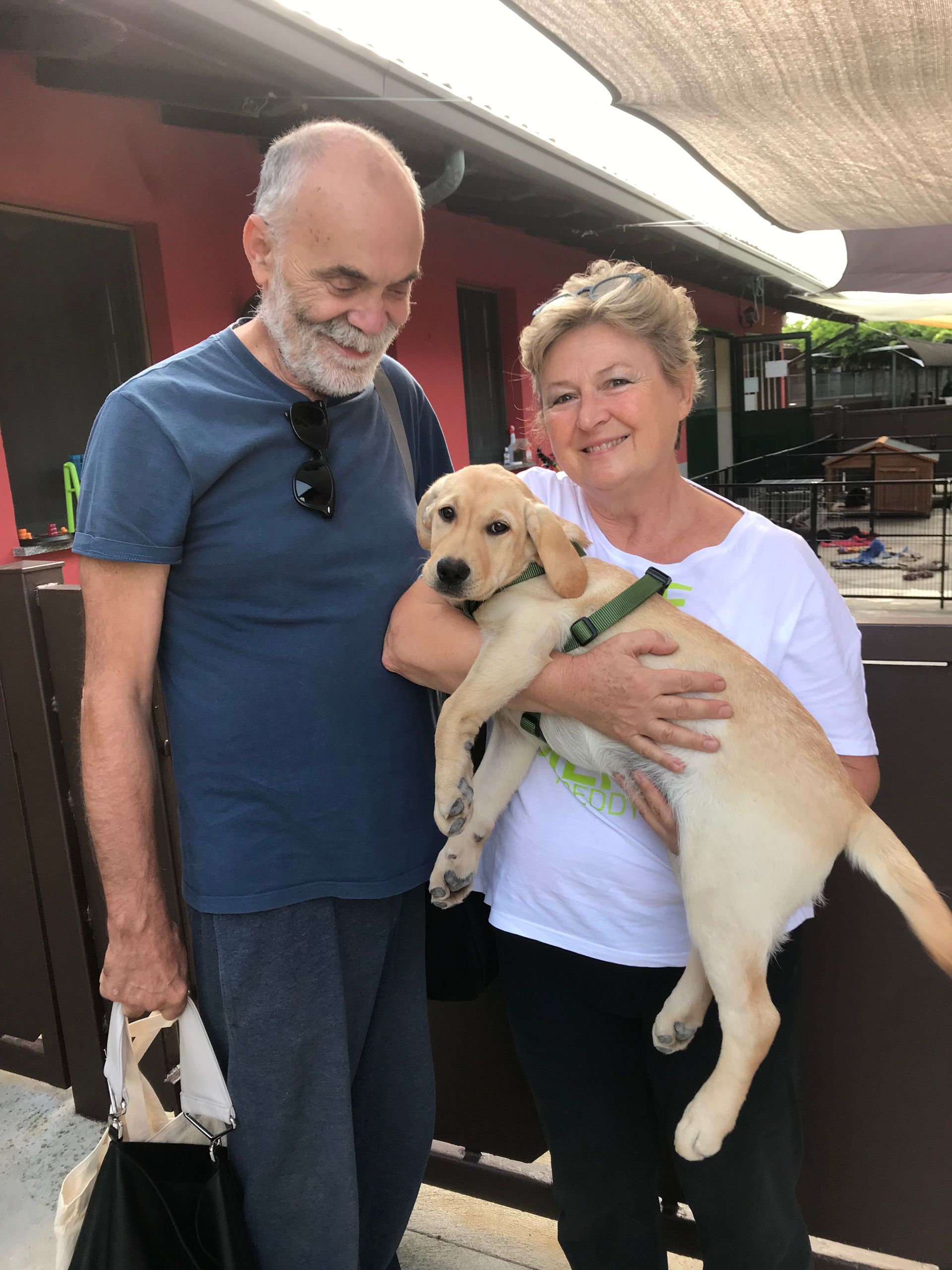 Allevamento Enci FCI Labrador in provincia di Pavia - I Labrador di Casa Paraporti - Consegna cuccioli