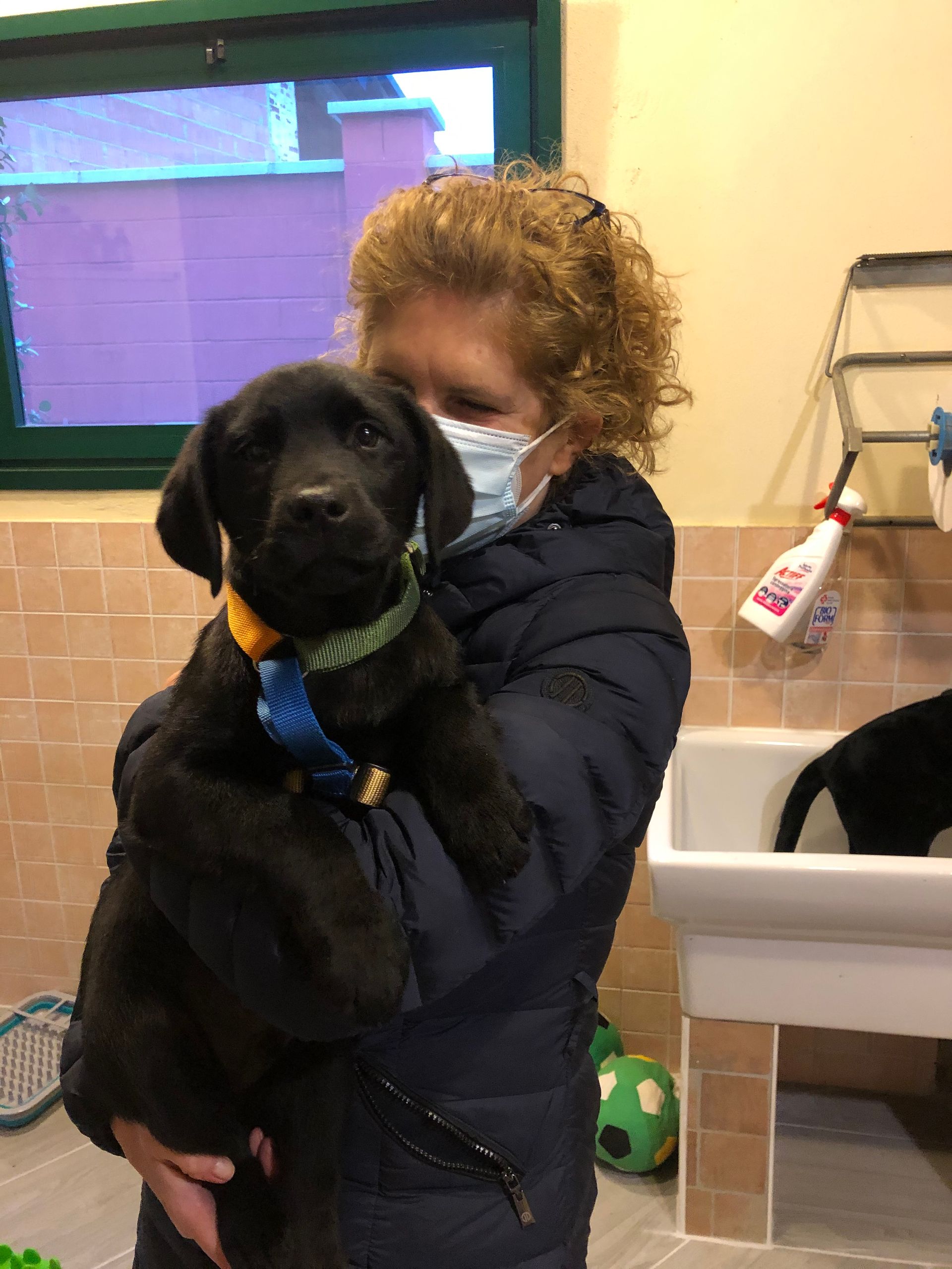 Allevamento Enci FCI Labrador in provincia di Pavia - I Labrador di Casa Paraporti - Consegna cuccioli