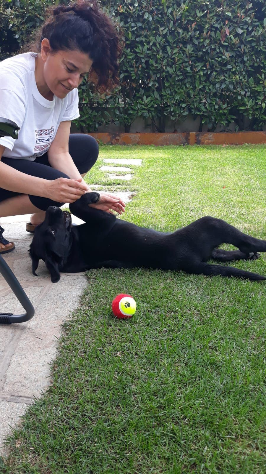 Allevamento Enci FCI Labrador in provincia di Pavia - I Labrador di Casa Paraporti - Consegna cuccioli