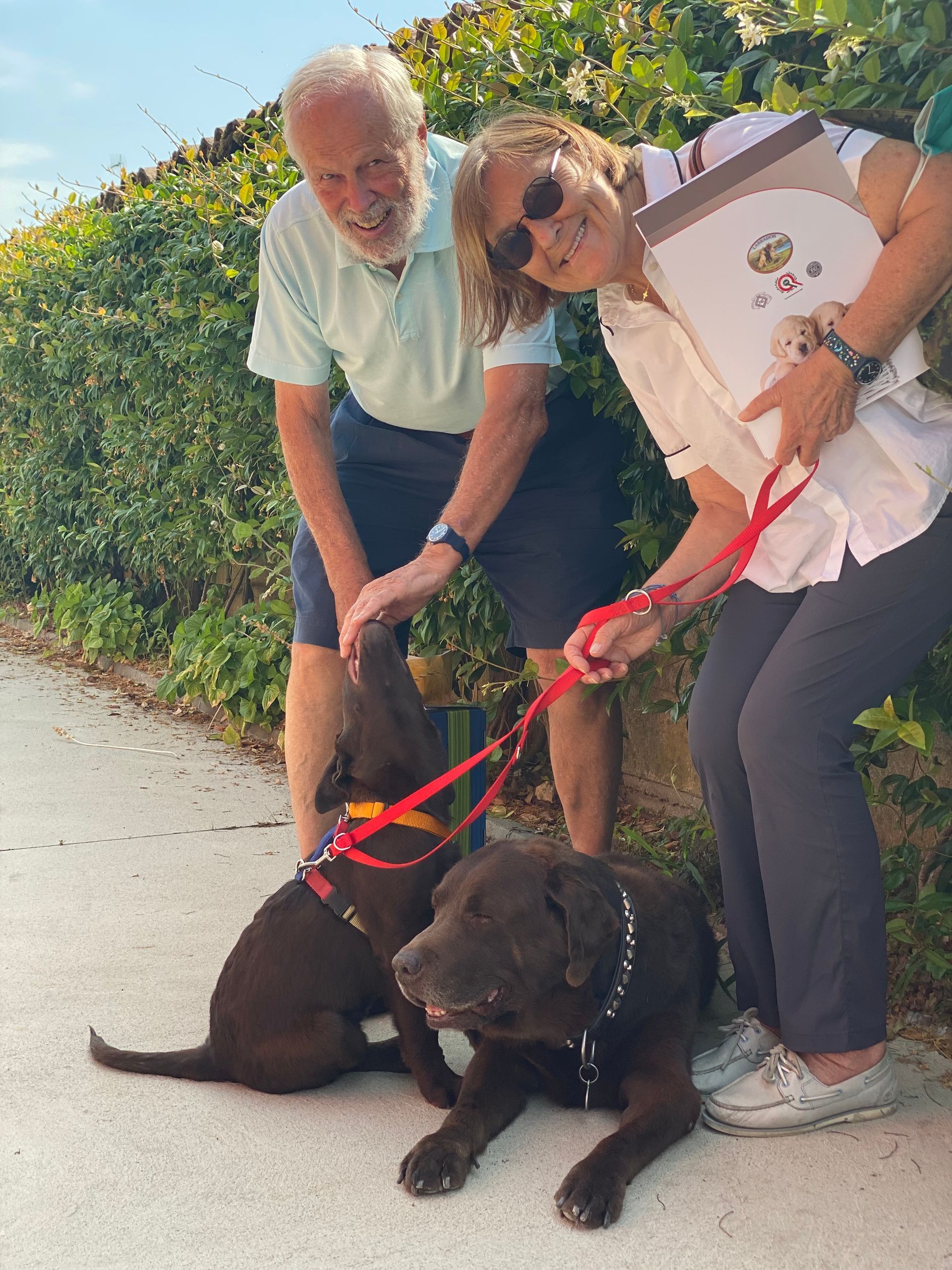 Allevamento Enci FCI Labrador in provincia di Pavia - I Labrador di Casa Paraporti - Consegna cuccioli