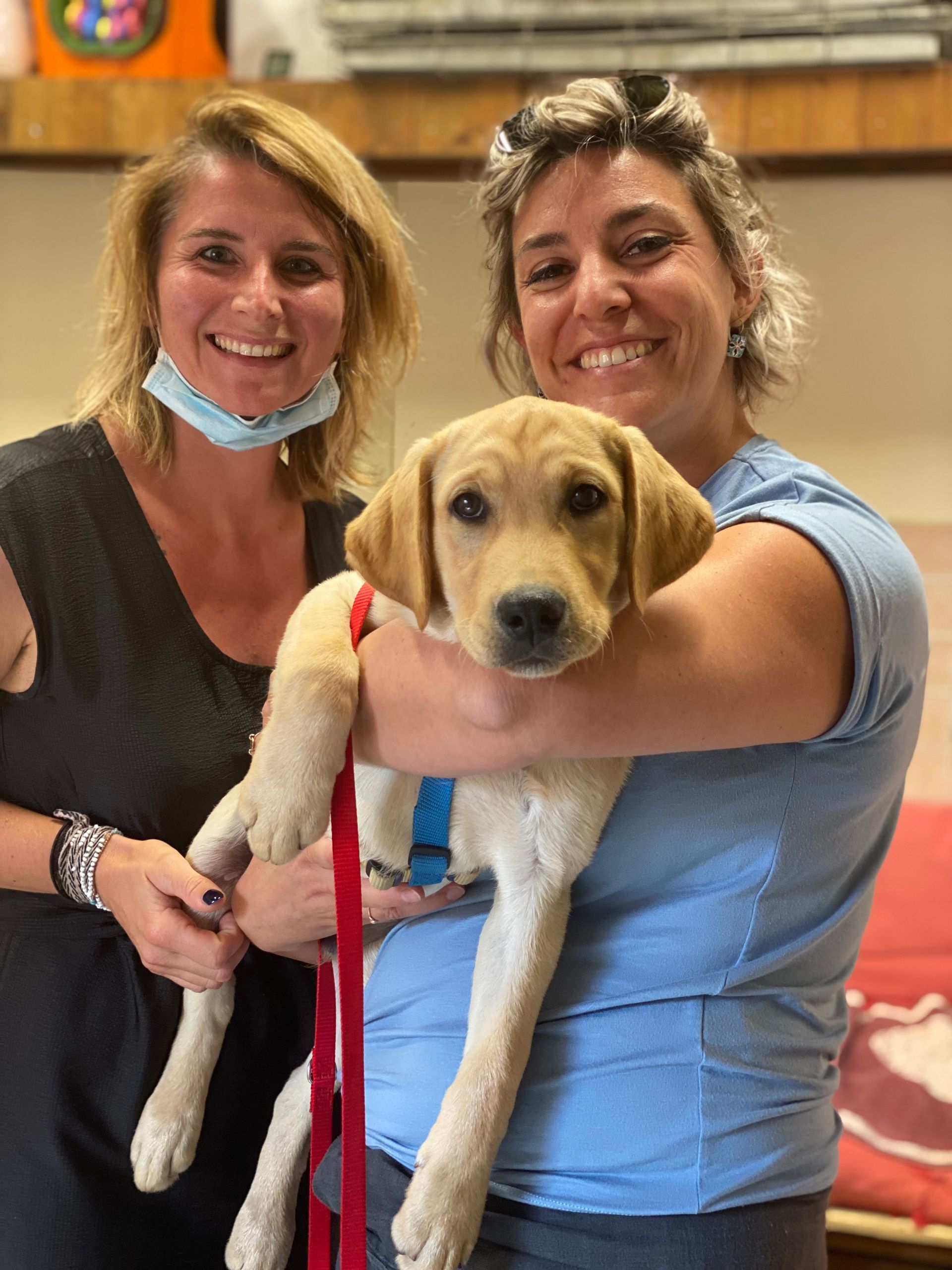 Allevamento Enci FCI Labrador in provincia di Pavia - I Labrador di Casa Paraporti - Consegna cuccioli