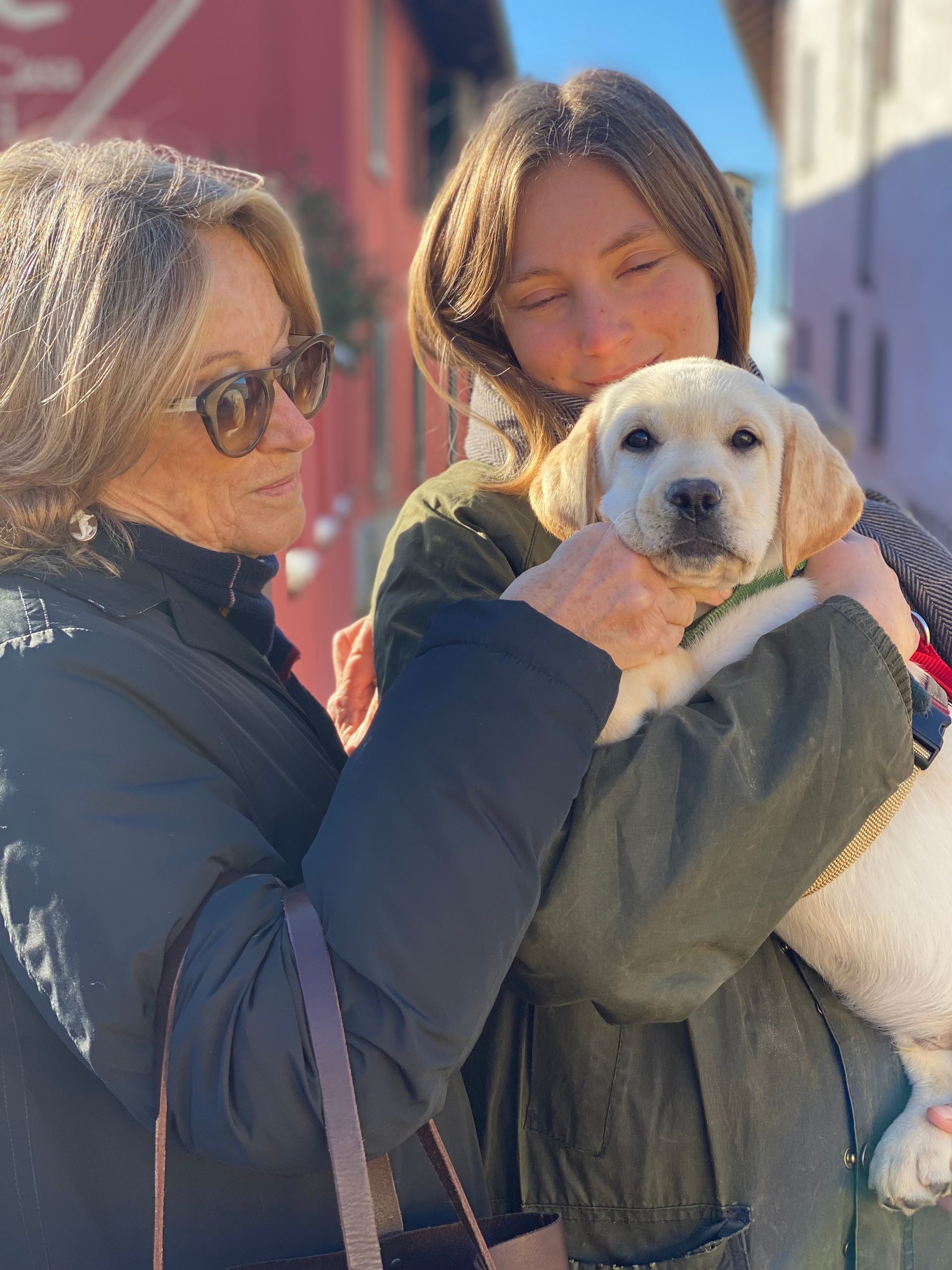 Allevamento Enci FCI Labrador in provincia di Pavia - I Labrador di Casa Paraporti - Consegna cuccioli