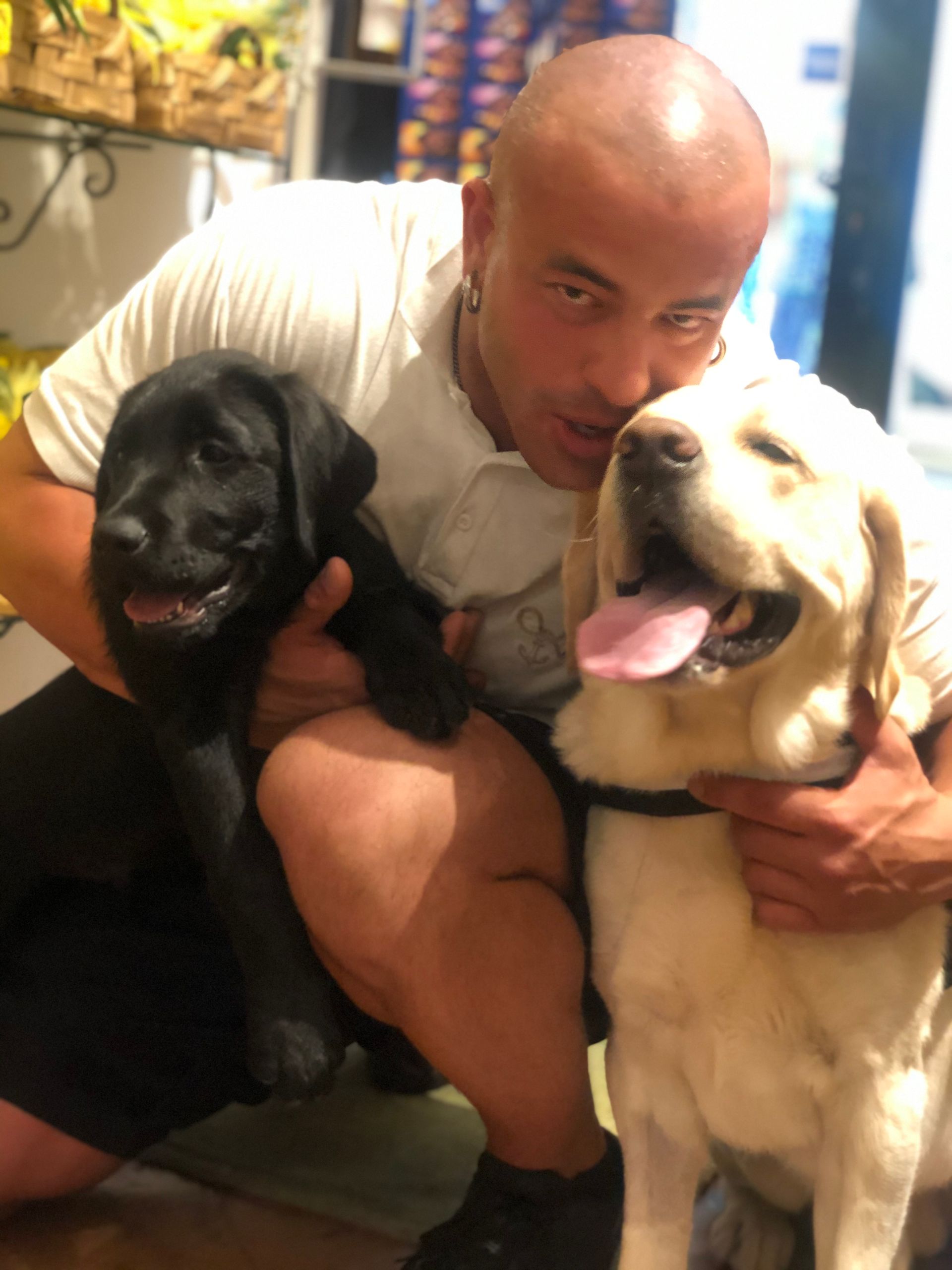 Allevamento Enci FCI Labrador in provincia di Pavia - I Labrador di Casa Paraporti - Consegna cuccioli