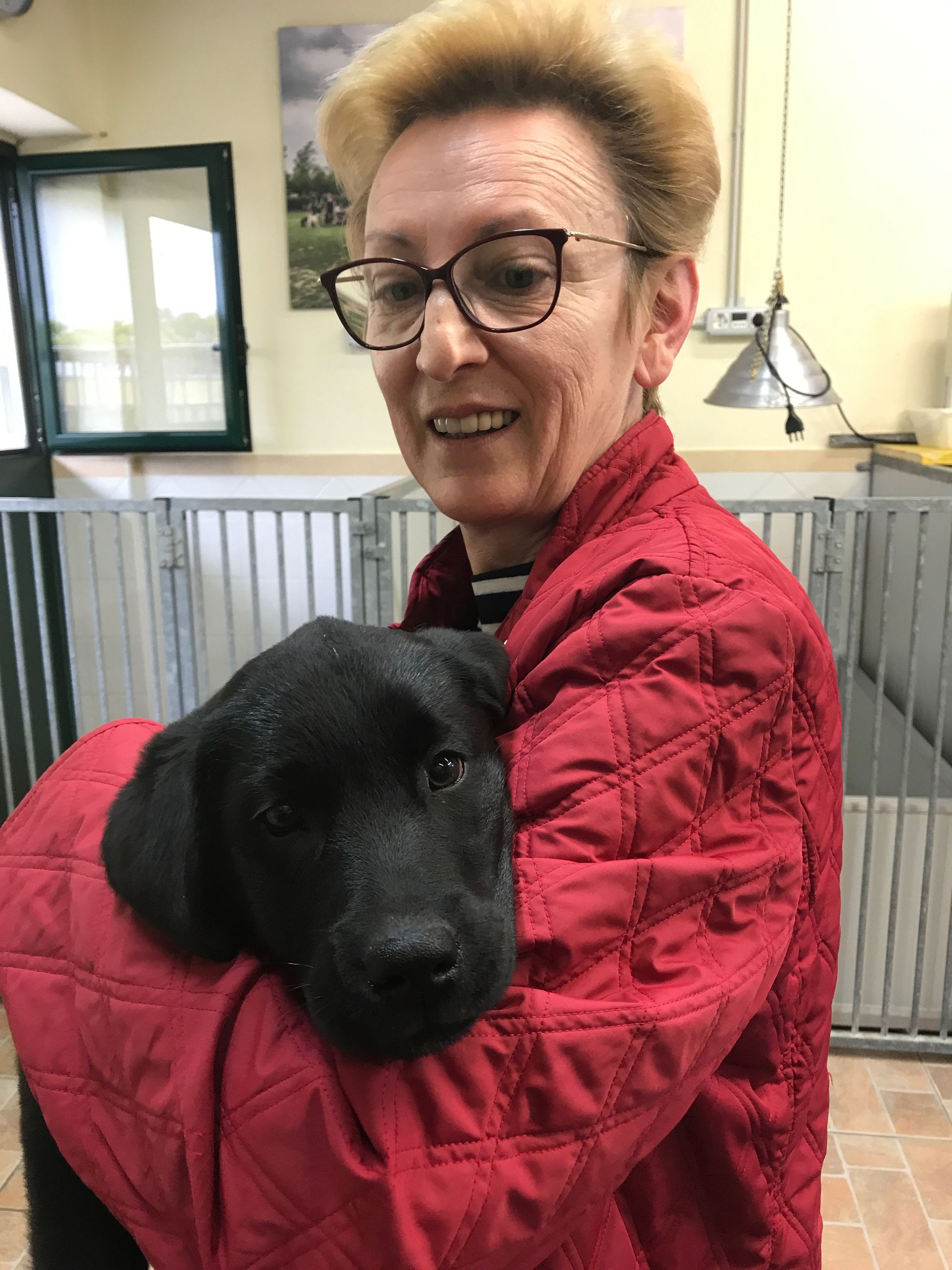 Allevamento Enci FCI Labrador in provincia di Pavia - I Labrador di Casa Paraporti - Consegna cuccioli