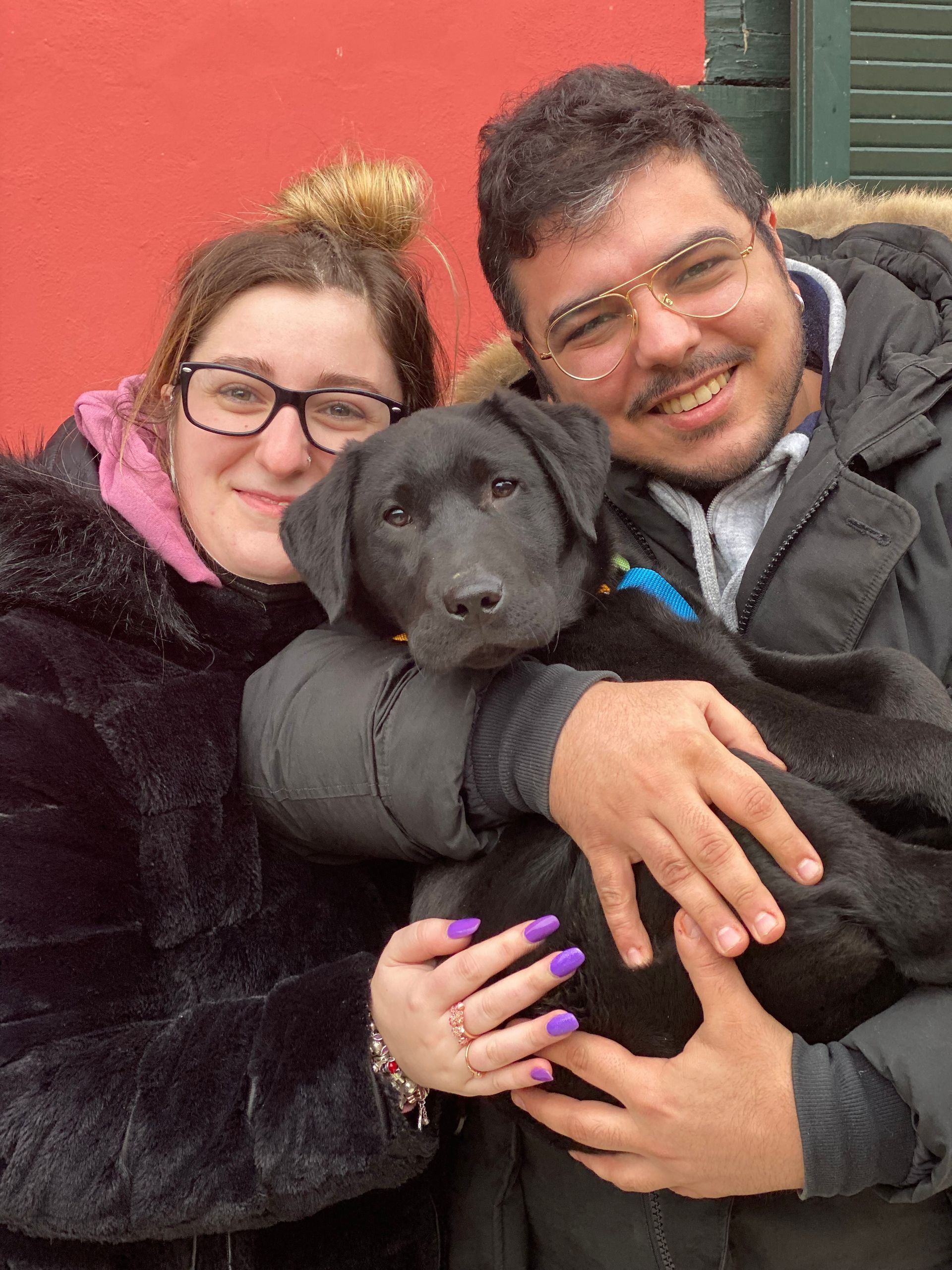 Allevamento Enci FCI Labrador in provincia di Pavia - I Labrador di Casa Paraporti - Consegna cuccioli