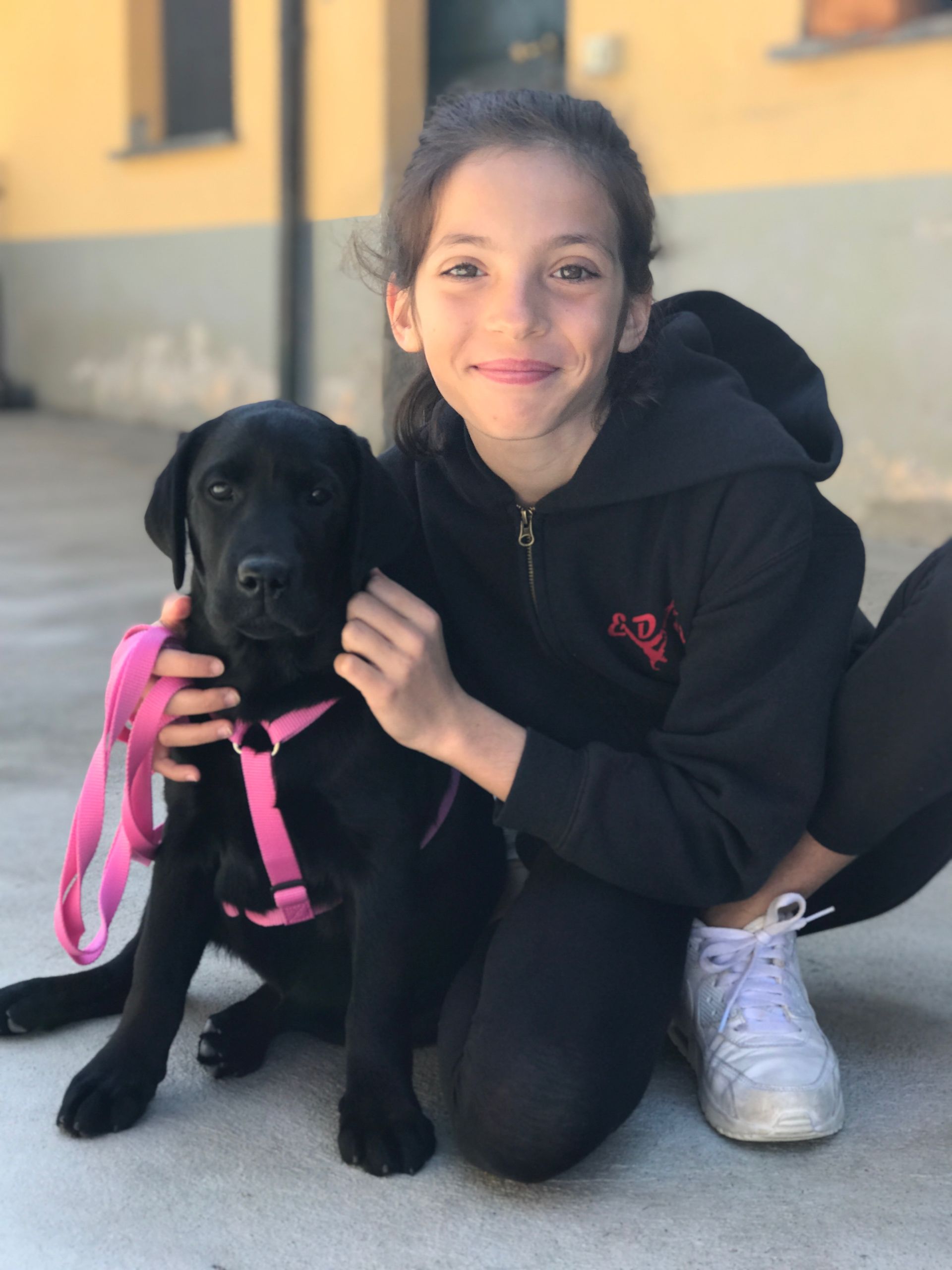 Allevamento Enci FCI Labrador in provincia di Pavia - I Labrador di Casa Paraporti - Consegna cuccioli