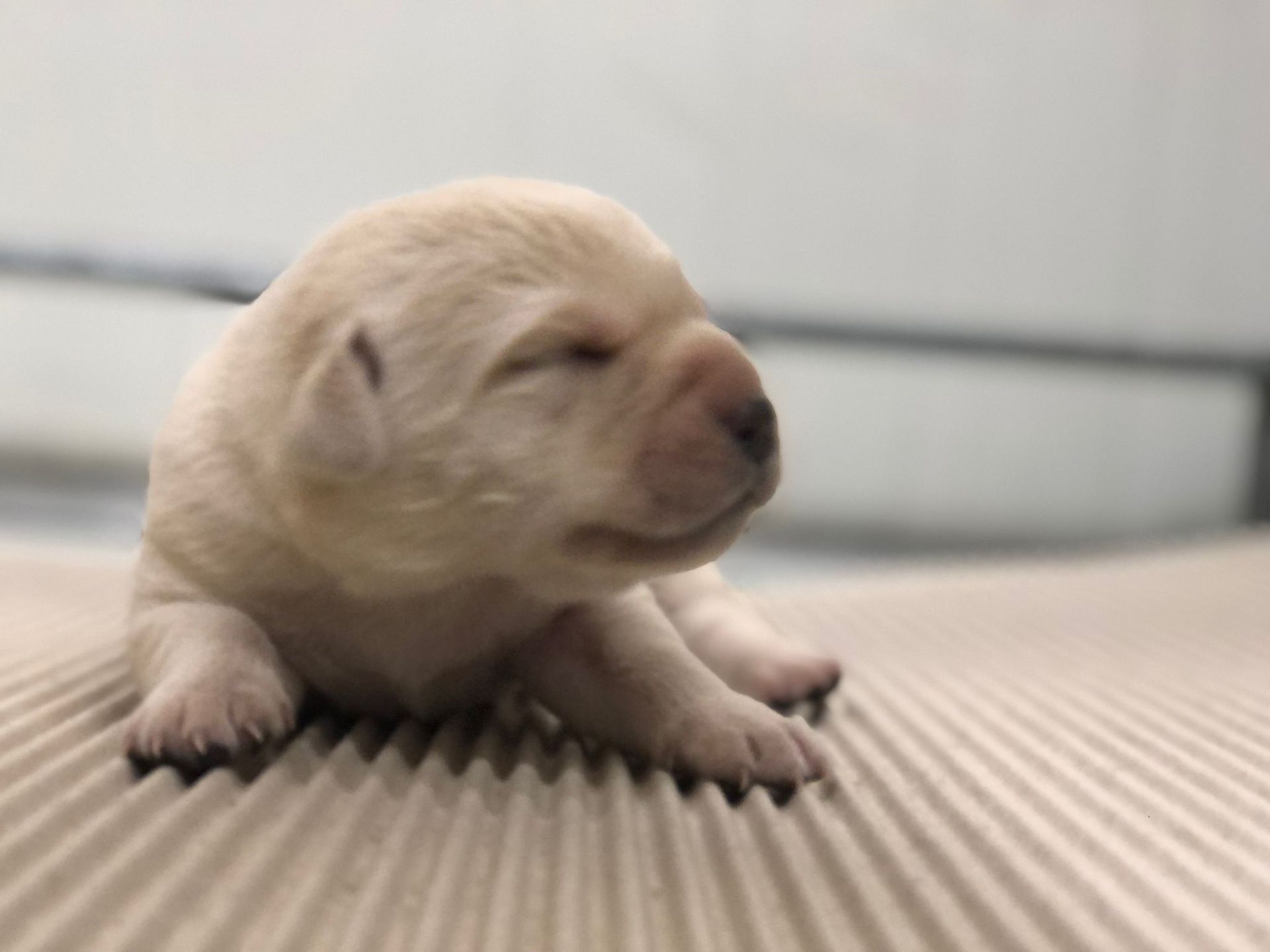 Allevamento Enci FCI Labrador biondi, neri, cioccolato in provincia di Pavia