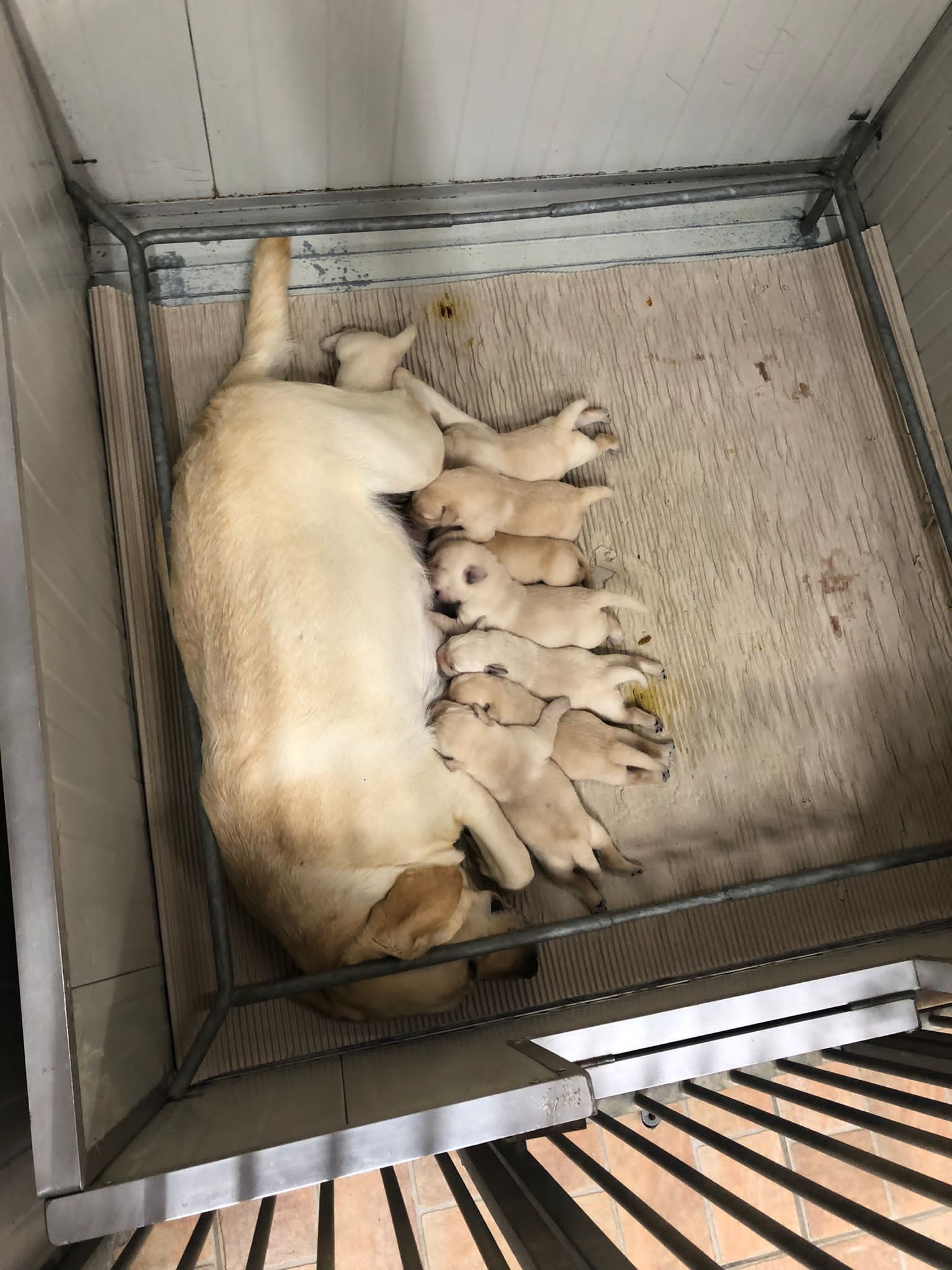 Allevamento Enci FCI Labrador biondi, neri, cioccolato in provincia di Pavia