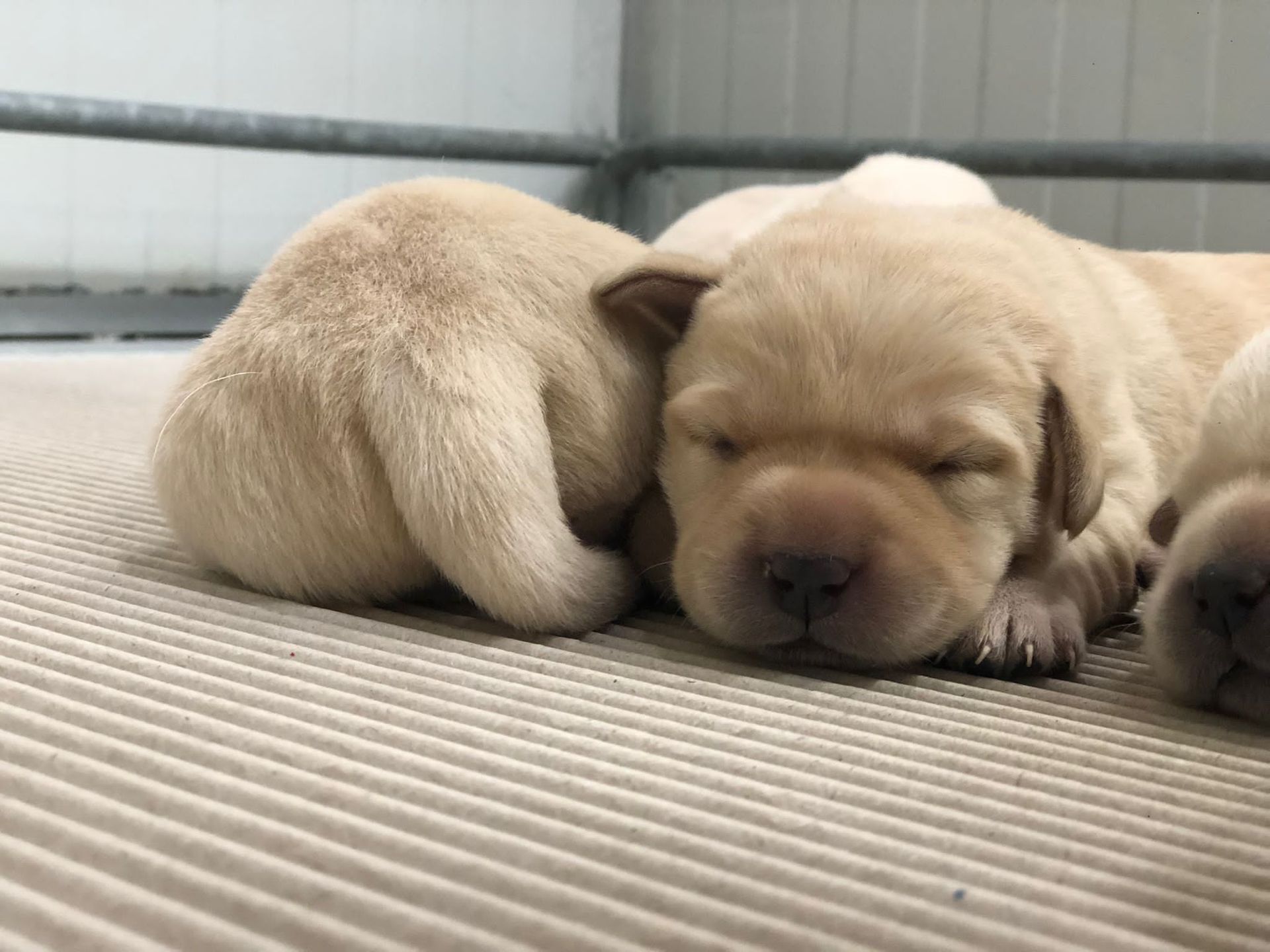 Allevamento Enci FCI Labrador biondi, neri, cioccolato in provincia di Pavia