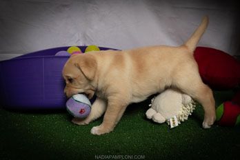 Puppy Academy per Cuccioli di Labrador Ottobiano, - Pavia