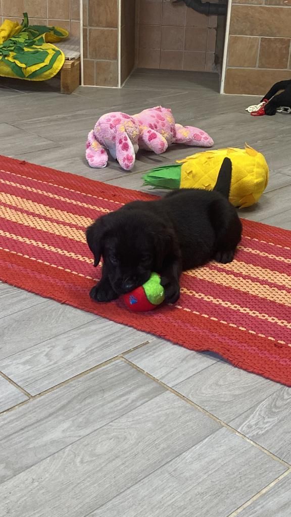 Puppy Academy per Cuccioli di Labrador Ottobiano, - Pavia