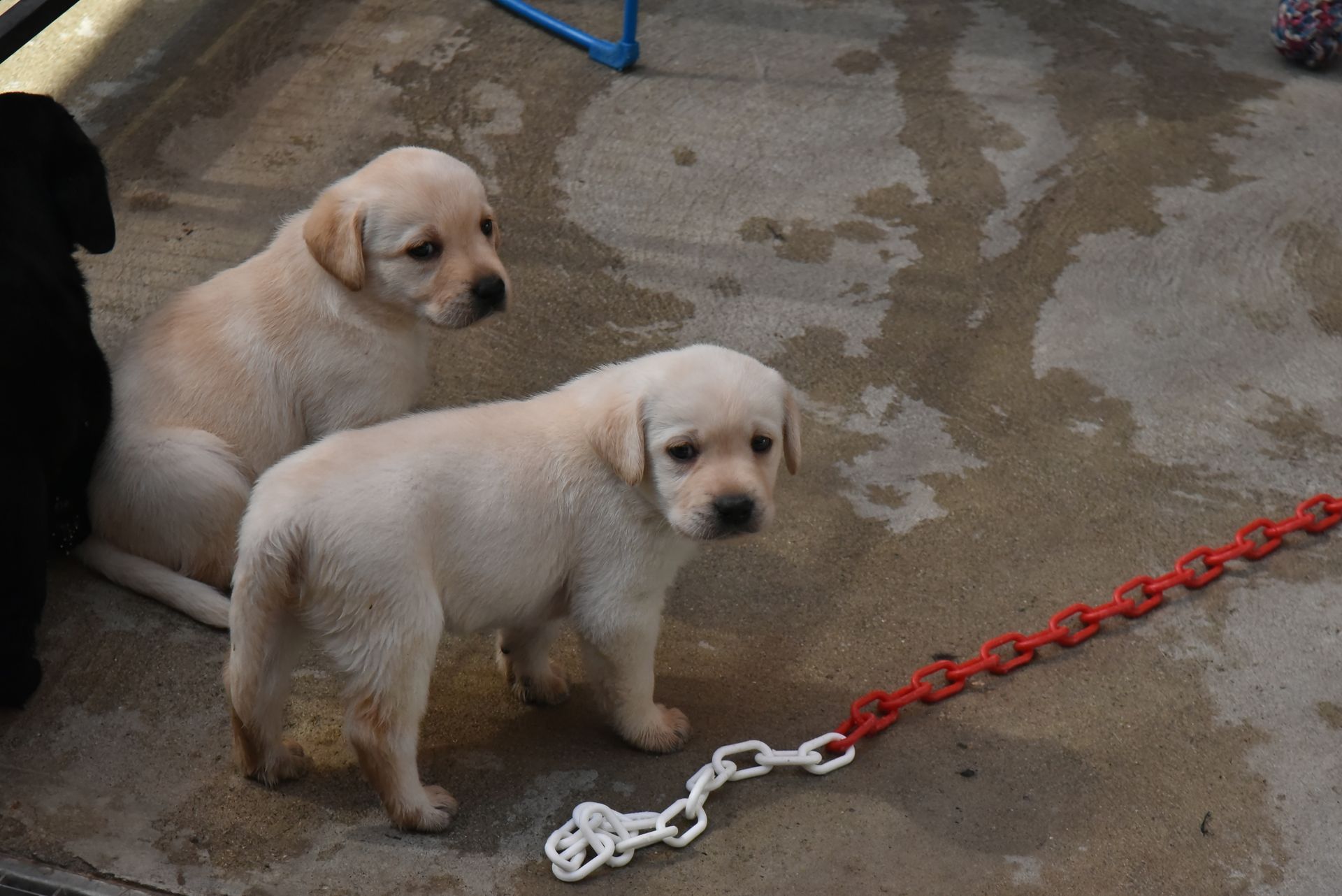 Puppy Academy per Cuccioli di Labrador Ottobiano, - Pavia