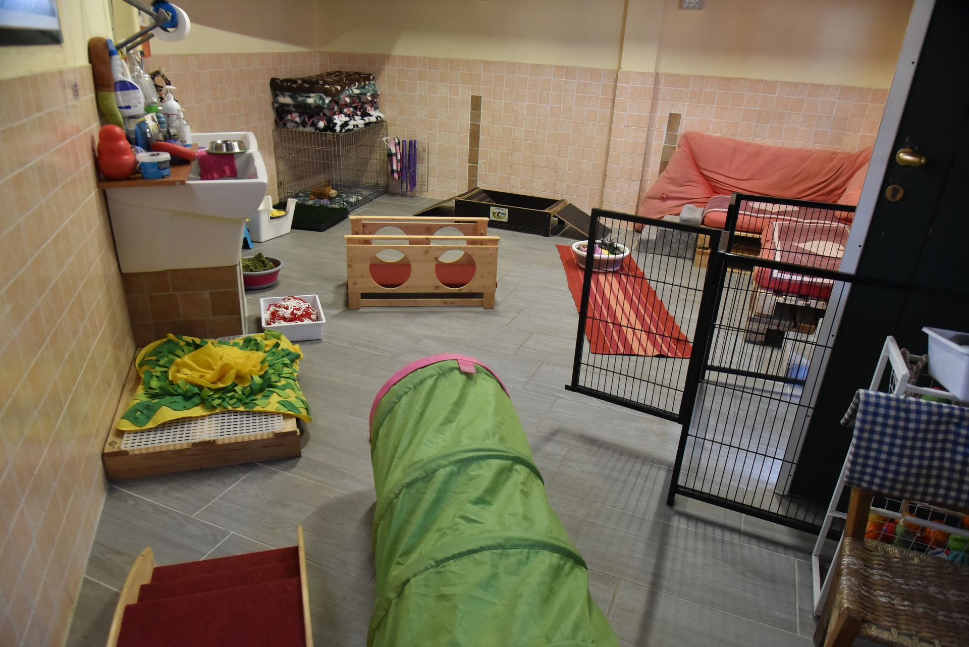 Puppy Academy per Cuccioli di Labrador Ottobiano, - Pavia