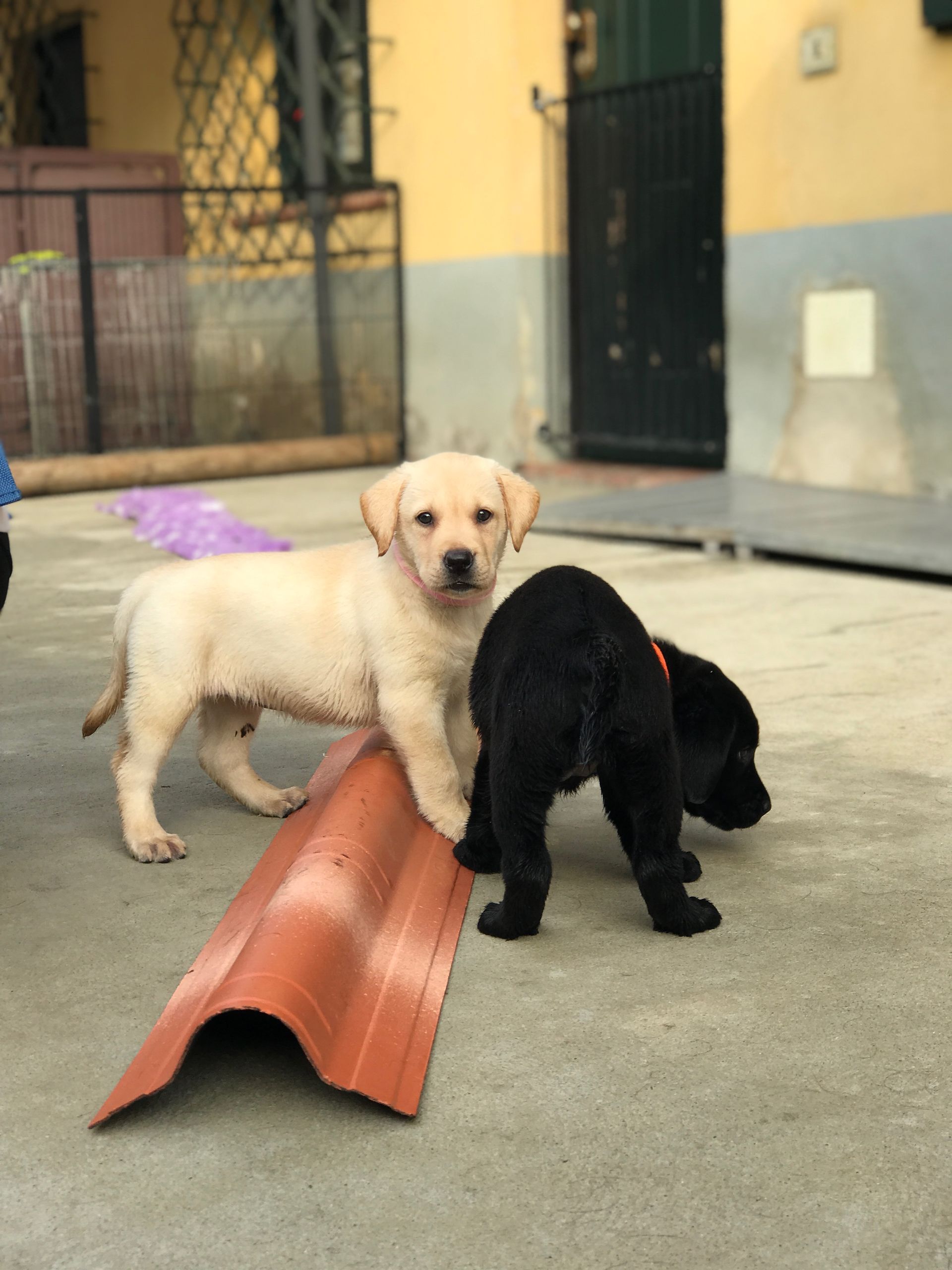 Puppy Academy per Cuccioli di Labrador Ottobiano, - Pavia
