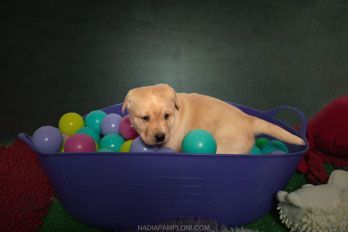 Puppy Academy per Cuccioli di Labrador Ottobiano, - Pavia