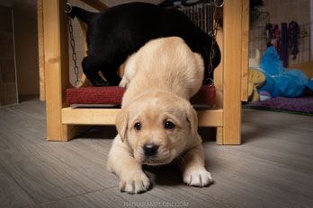 Puppy Academy per Cuccioli di Labrador Ottobiano, - Pavia
