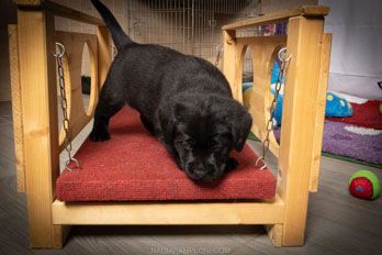 Puppy Academy per Cuccioli di Labrador Ottobiano, - Pavia