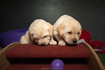 Puppy Academy per Cuccioli di Labrador Ottobiano, - Pavia