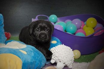 Puppy Academy per Cuccioli di Labrador Ottobiano, - Pavia