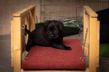 Puppy Academy per Cuccioli di Labrador Ottobiano, - Pavia