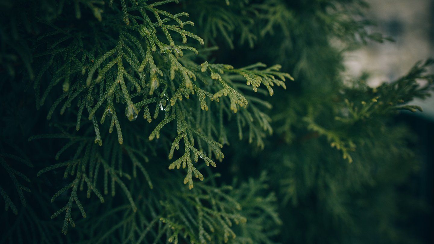pine tree