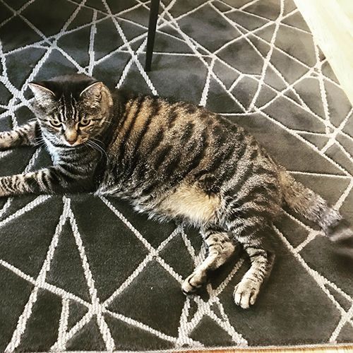 A cat is laying on a rug on the floor.